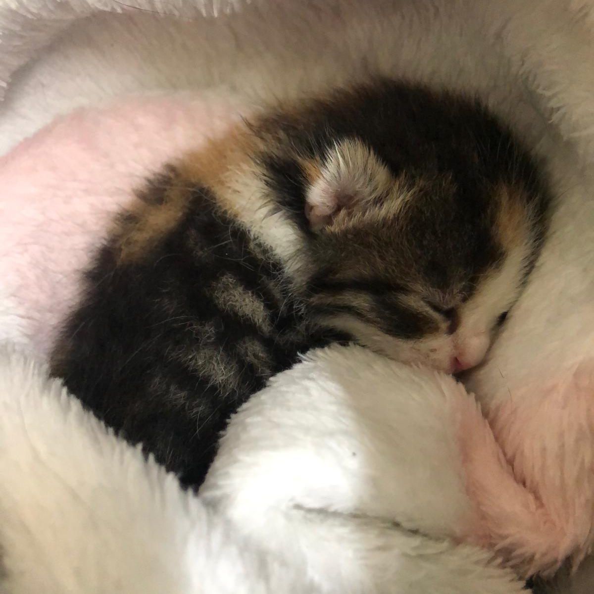 Die kleine Simba wurde gerettet, nachdem die Katzenmutter tödlich verunglückt war