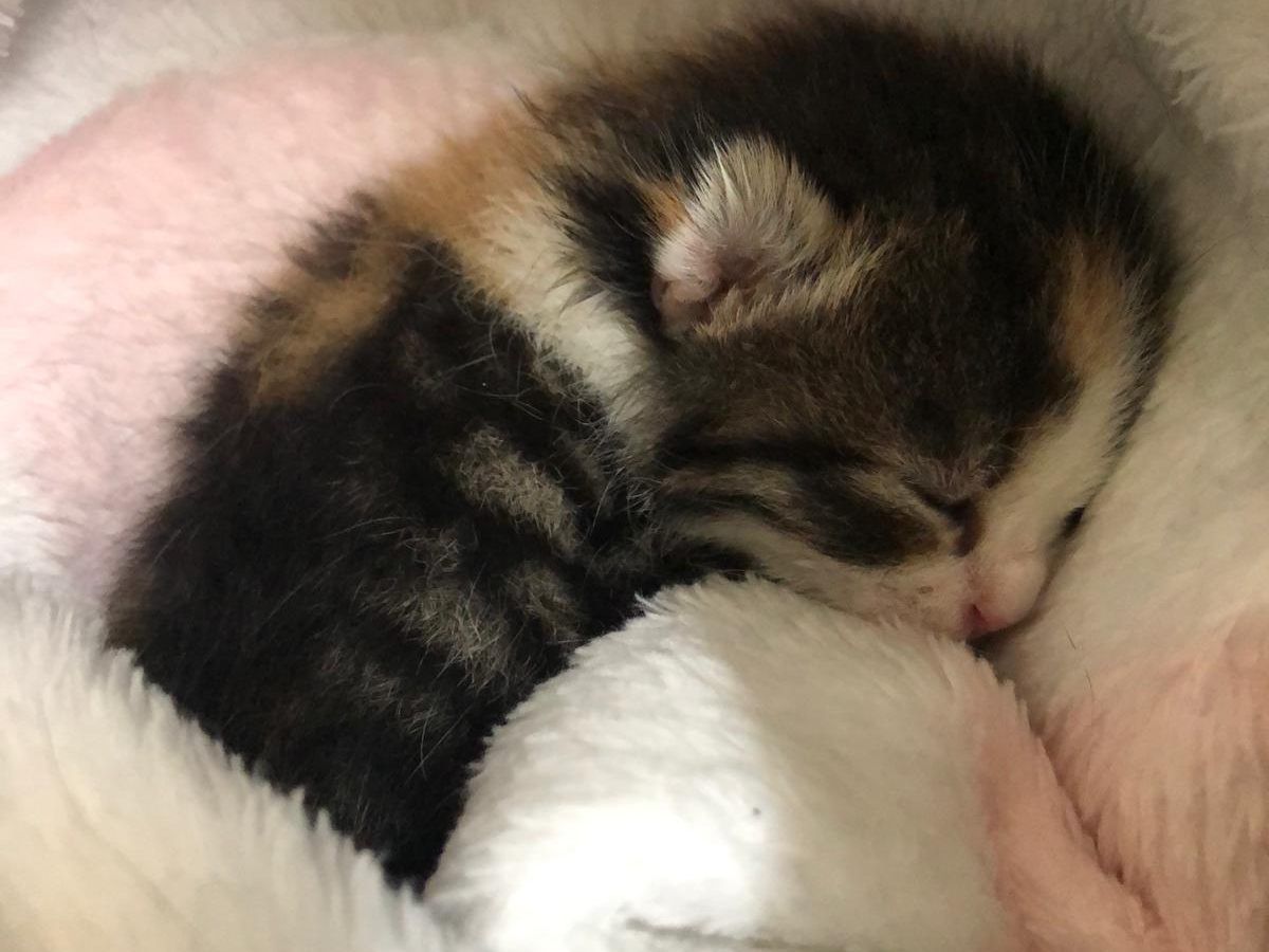 Die kleine Simba wurde gerettet, nachdem die Katzenmutter tödlich verunglückt war