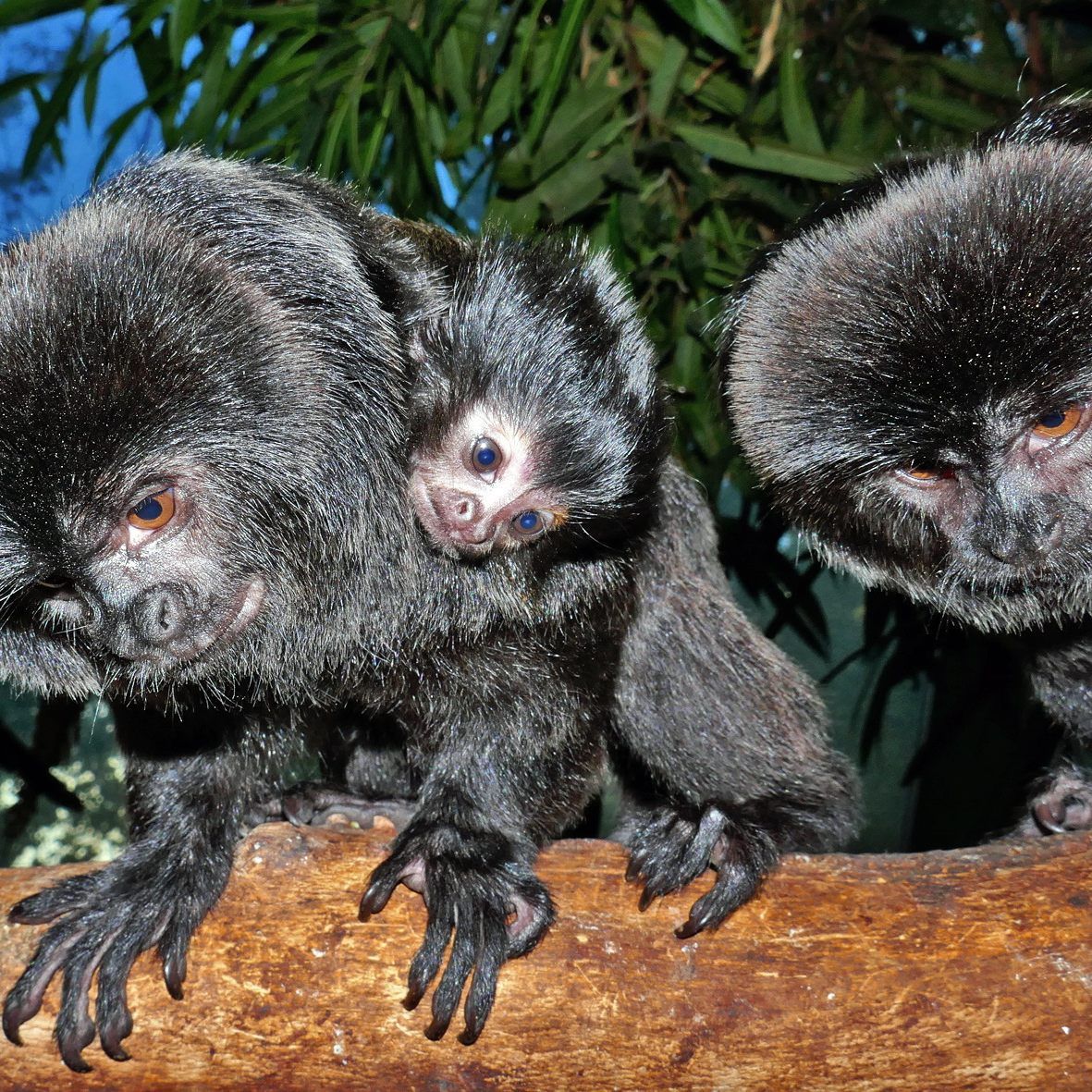 Winzig kleiner Nachwuchs einer ohnehin winzigen Affenart: Ein Springtamarin-Baby wurde im Haus des Meeres geboren