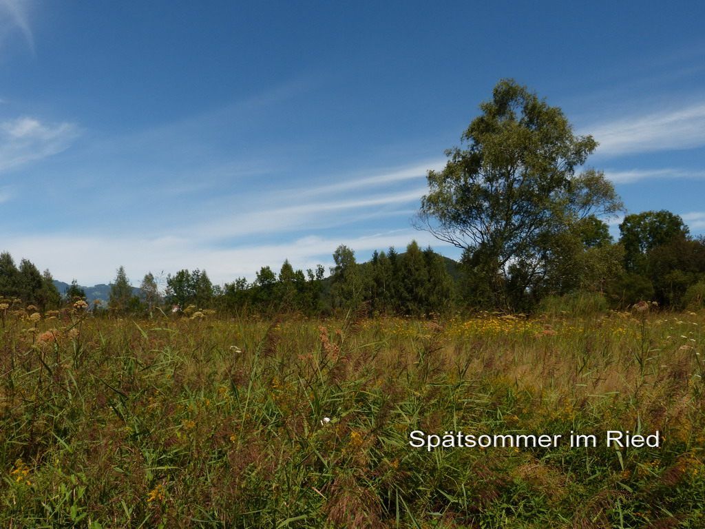 Spätsommer im Ried