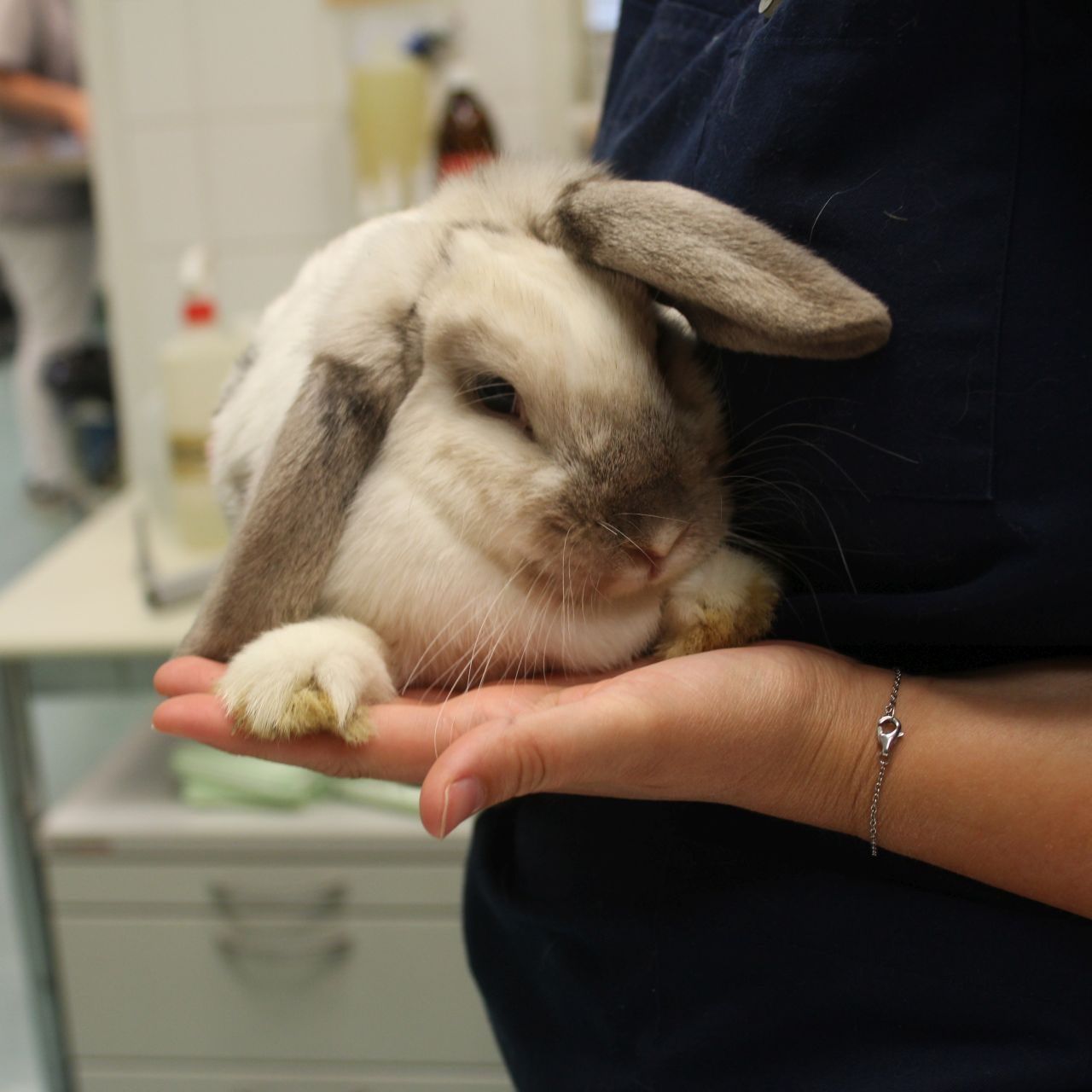 Diese Kaninchendame wurde in einem Pappkarton auf der Donauinsel ausgesetzt und wird nun bei Tierschutz Austria behandelt