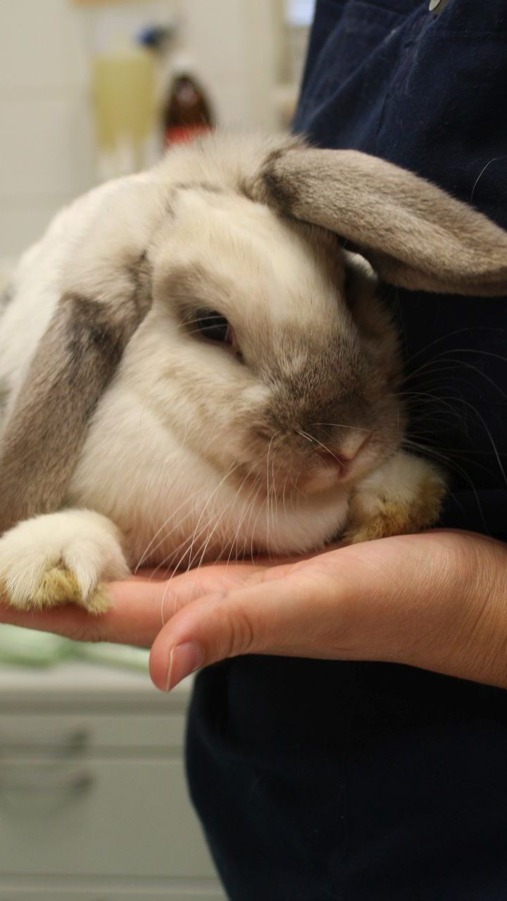 Diese Kaninchendame wurde in einem Pappkarton auf der Donauinsel ausgesetzt und wird nun bei Tierschutz Austria behandelt
