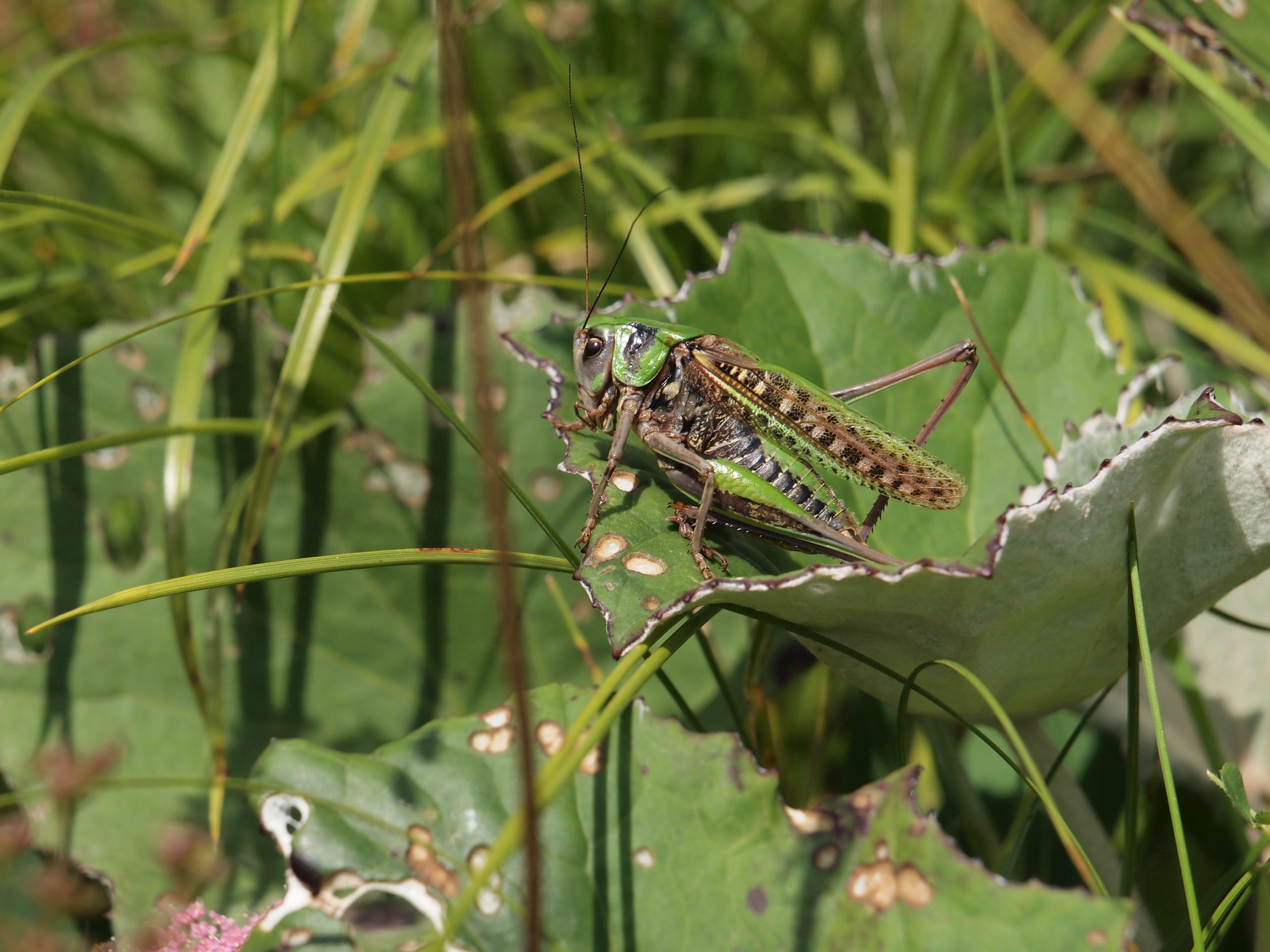Insektenvielfalt entdecken