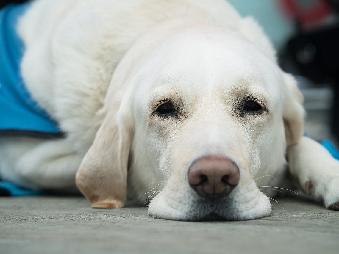 Wer seinen Hund chippen lässt, kann sichergehen, dass er im Fall der Fälle wieder zu ihm zurückkommt Wer seinen Hund chippen lässt, kann sichergehen, dass er im Fall der Fälle wieder zu ihm zurückkommt