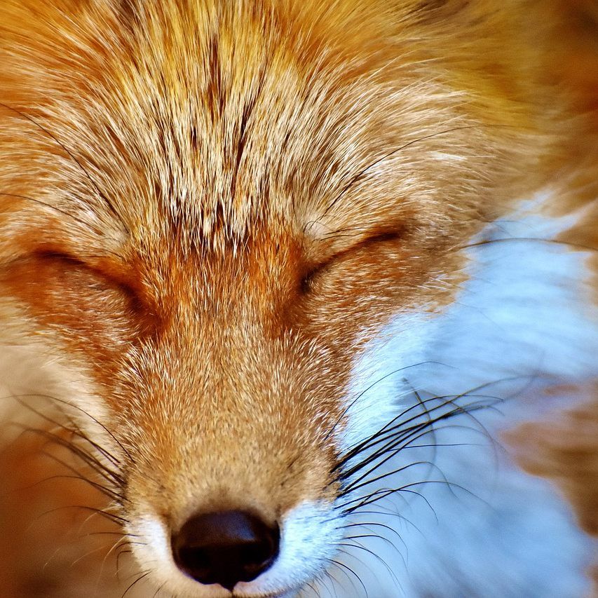 Erneut wurde ein Hotelgast in Kärnten von einem Fuchs gebissen.