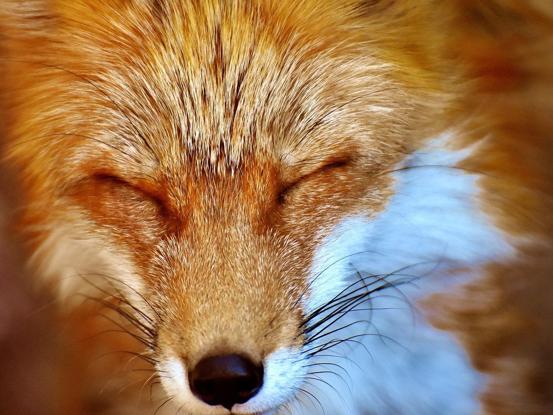 Erneut wurde ein Hotelgast in Kärnten von einem Fuchs gebissen. Erneut wurde ein Hotelgast in Kärnten von einem Fuchs gebissen.