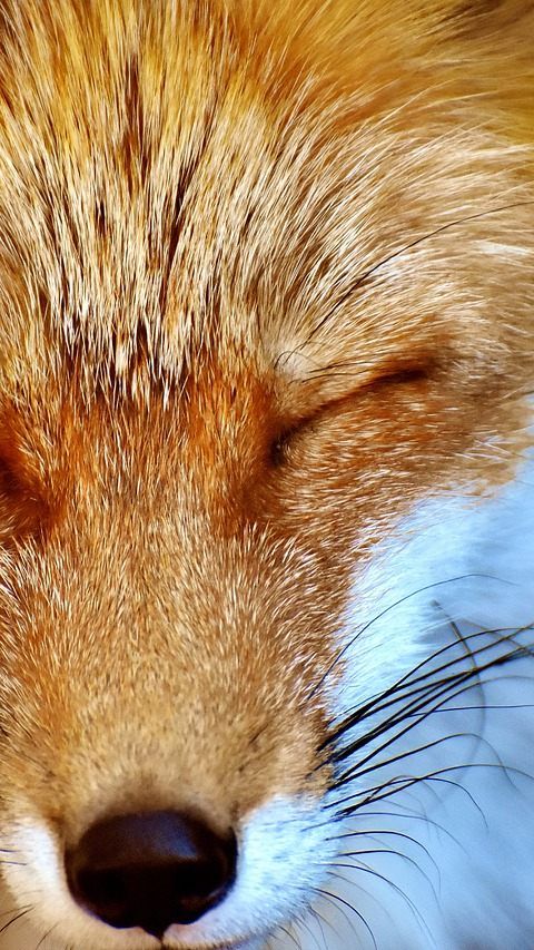 Erneut wurde ein Hotelgast in Kärnten von einem Fuchs gebissen.