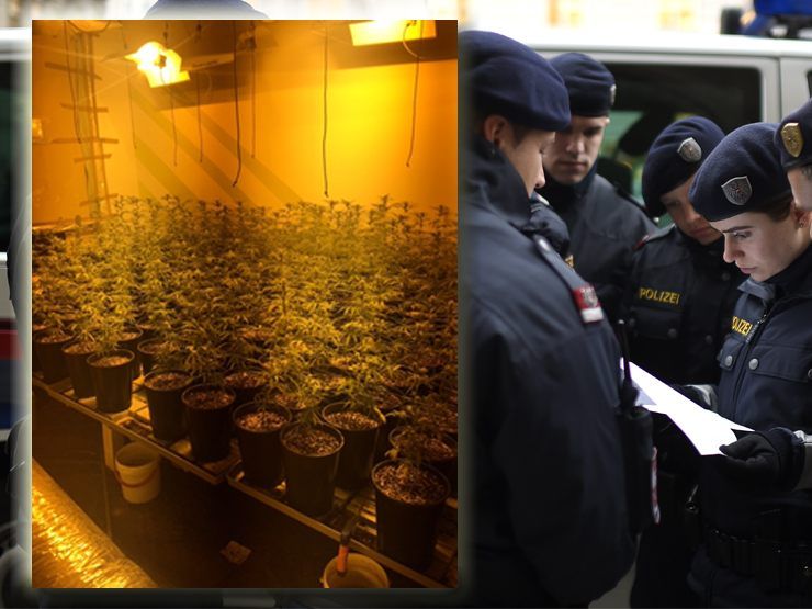 In einer Wohnung in Wien-Meidling wurden 240 Marihuanapflanzen sichergestellt.