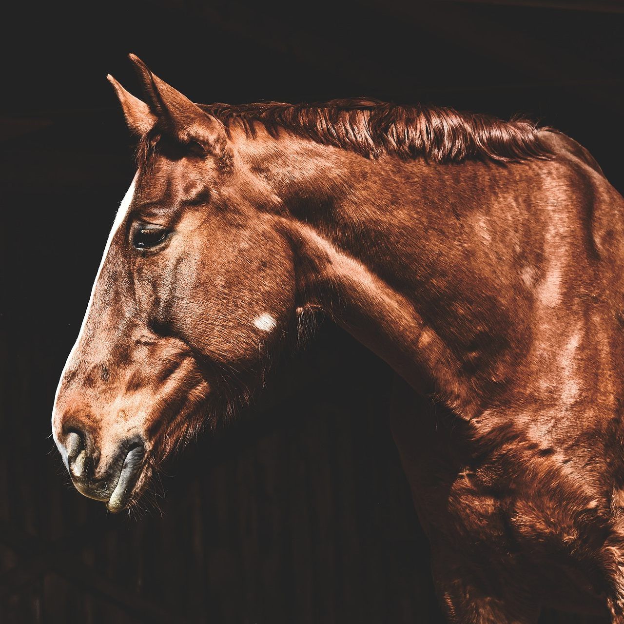 Ein 42-Jähriger soll sich in Wien an einem Pferd vergangen haben.