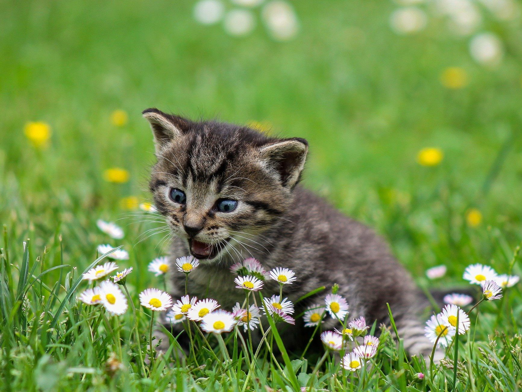 2.500 Streunerkatzen in Wien wurden bisher kastriert.