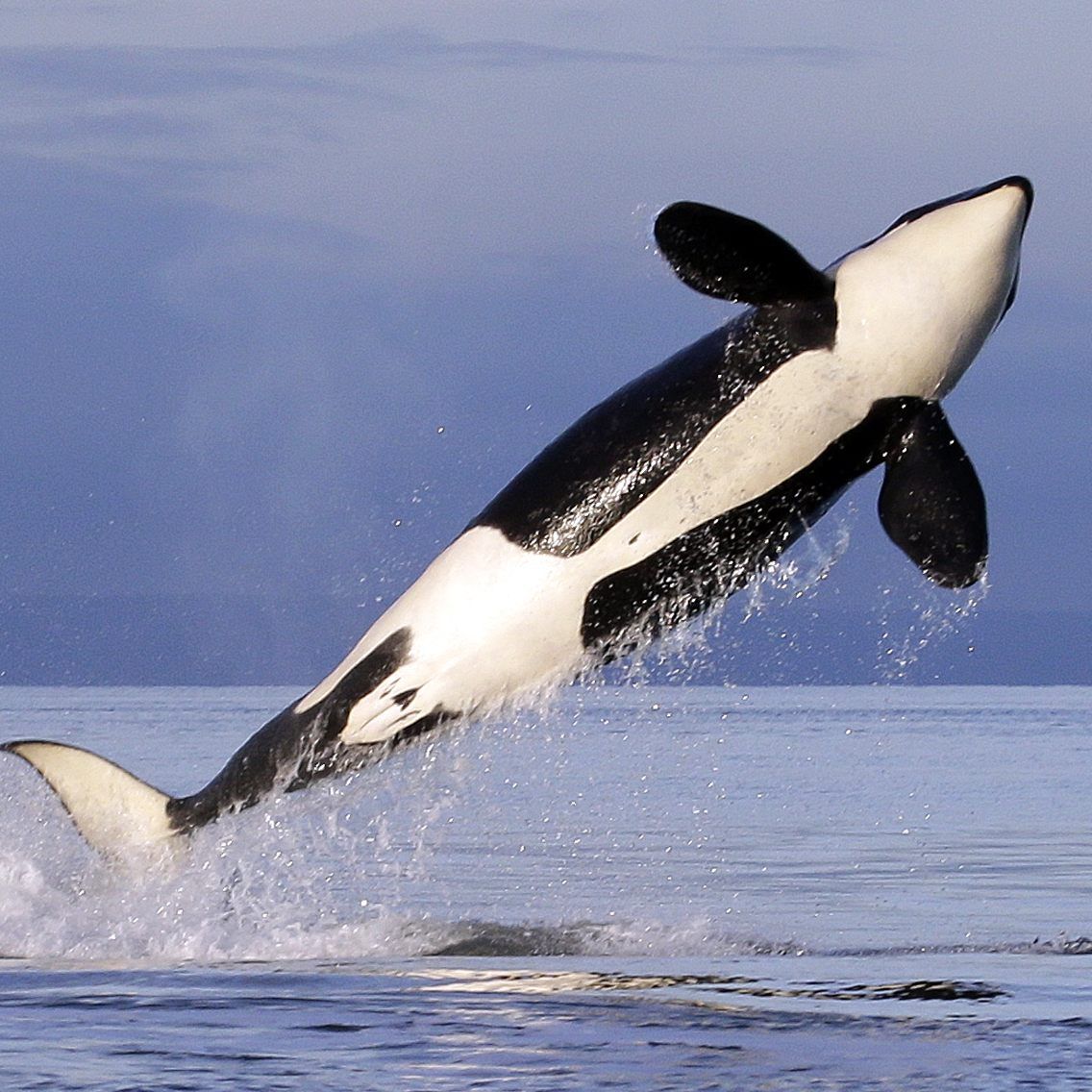 Majestätische: Ein Orca springt aus dem Wasser.