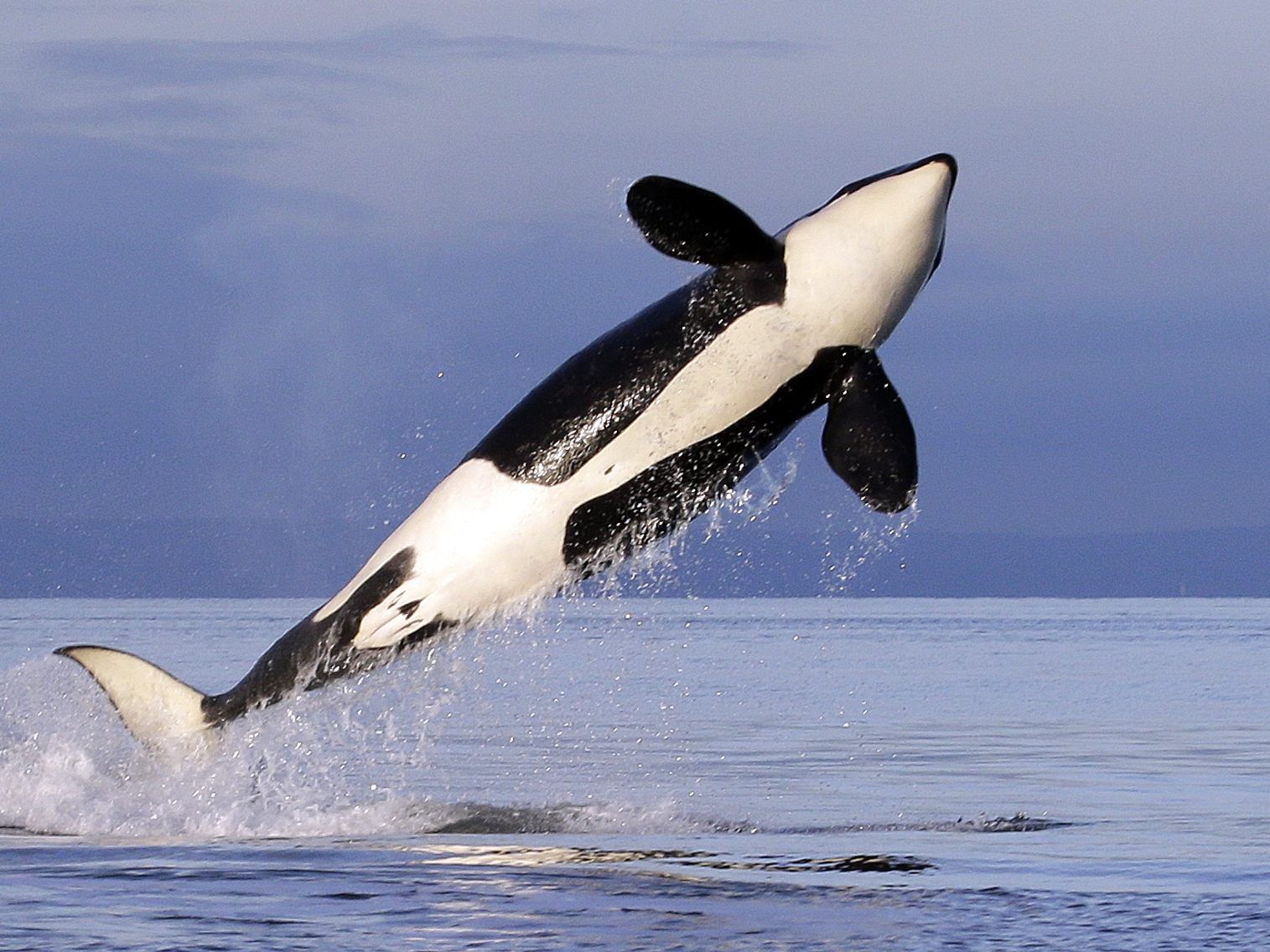 Majestätische: Ein Orca springt aus dem Wasser. Majestätische: Ein Orca springt aus dem Wasser.