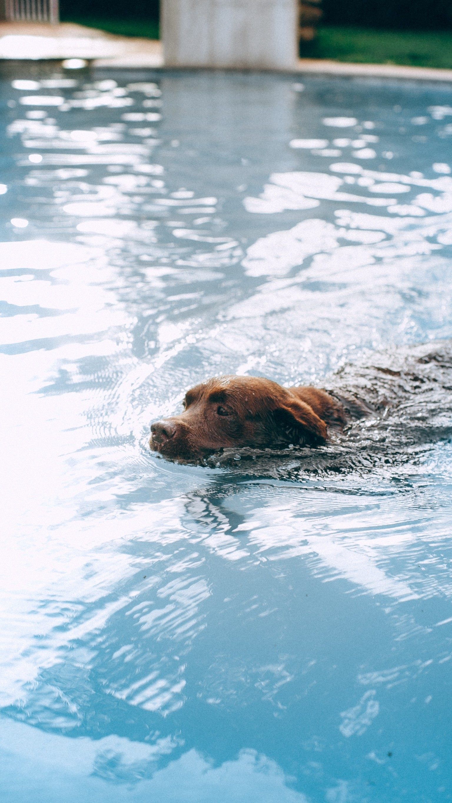 Fällt ein Tier in den Pool, kann das sehr gefährlich werden