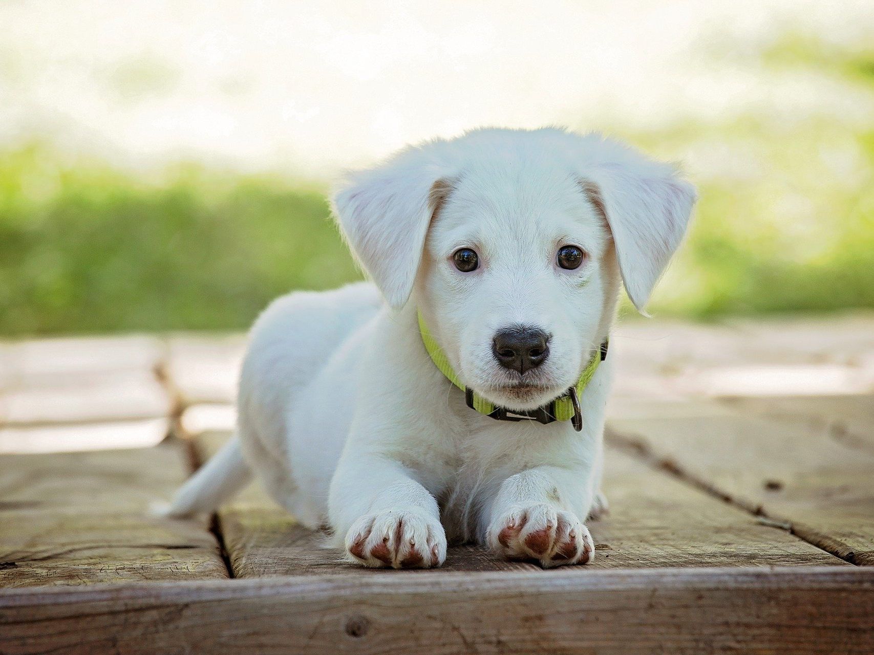 Wer einen Hund als Haustier haben möchte, sollte über das nötige Kleingeld verfügen Wer einen Hund als Haustier haben möchte, sollte über das nötige Kleingeld verfügen