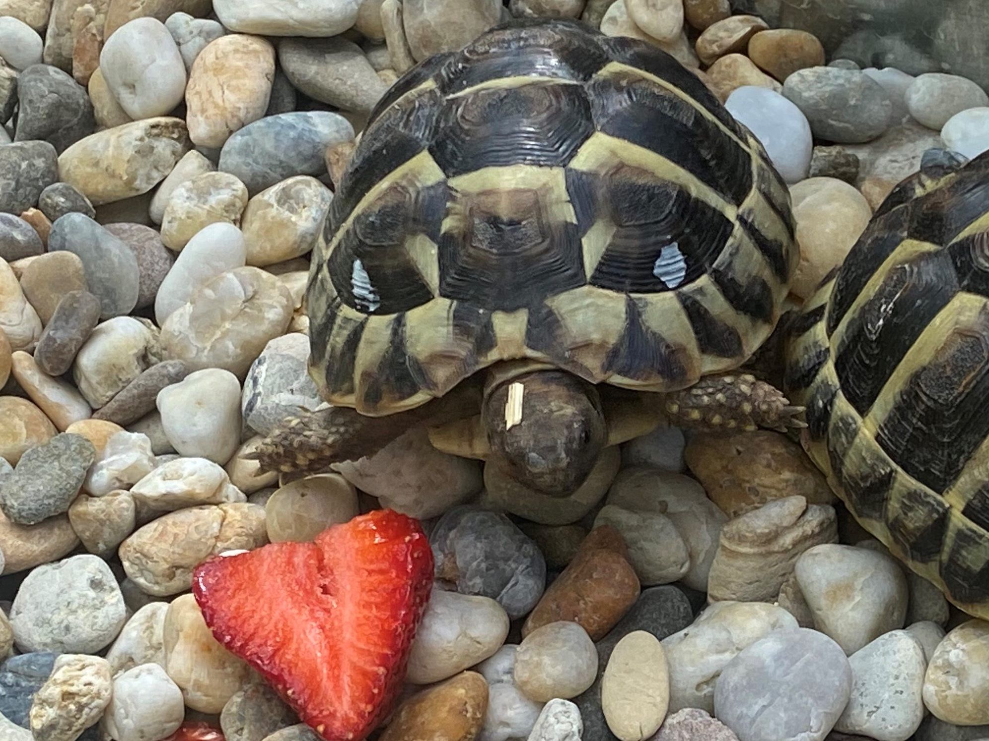 Schildkröte