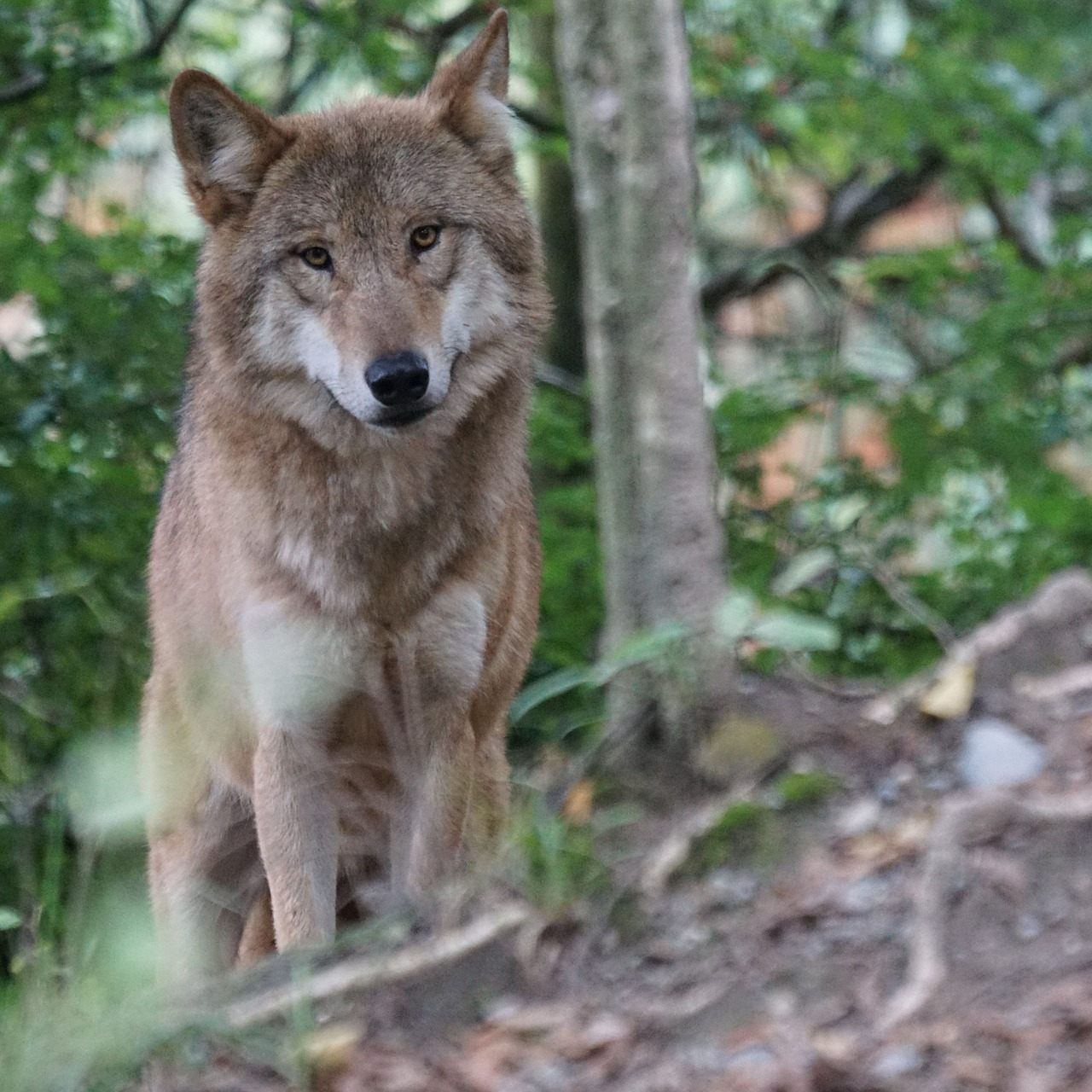 Aktuell gibt es eine Dsikussion um "wolfsfreie Zonen"