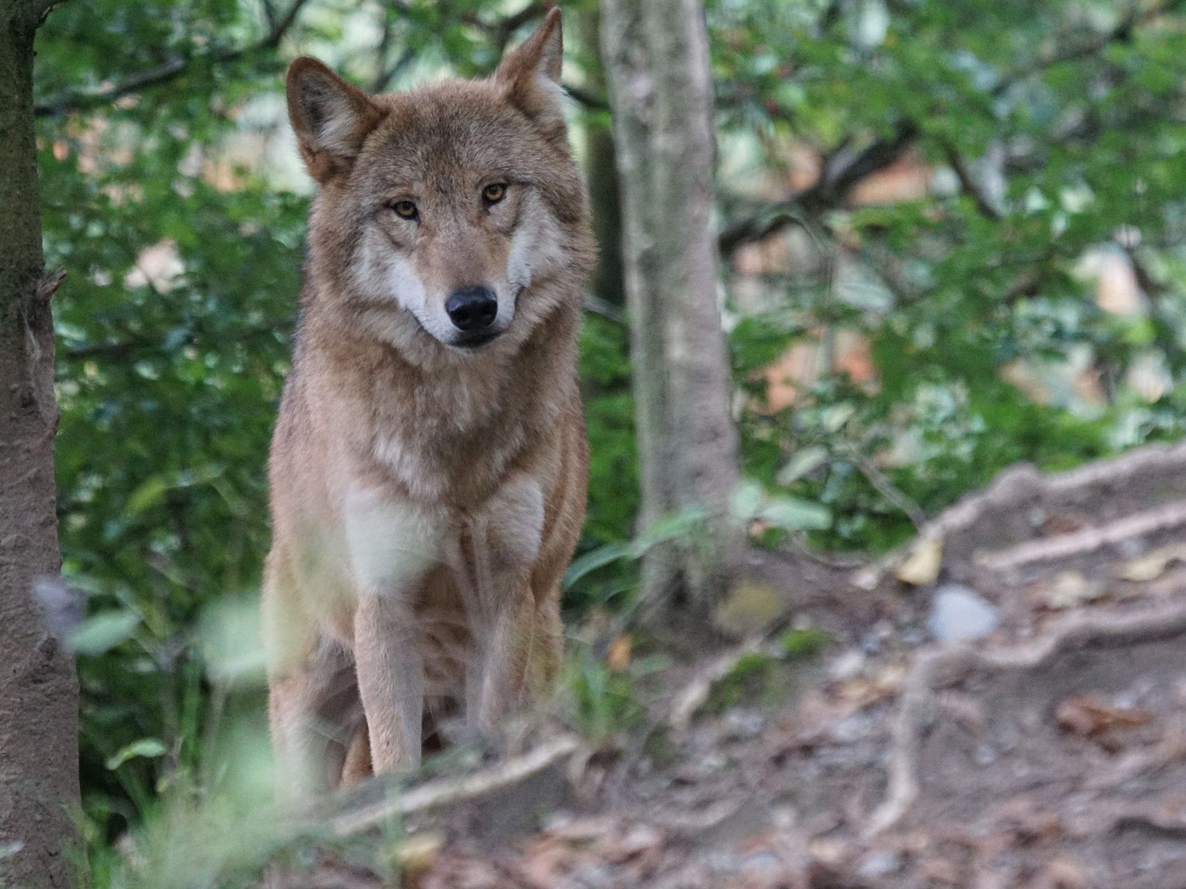 Aktuell gibt es eine Dsikussion um "wolfsfreie Zonen" Aktuell gibt es eine Dsikussion um "wolfsfreie Zonen"