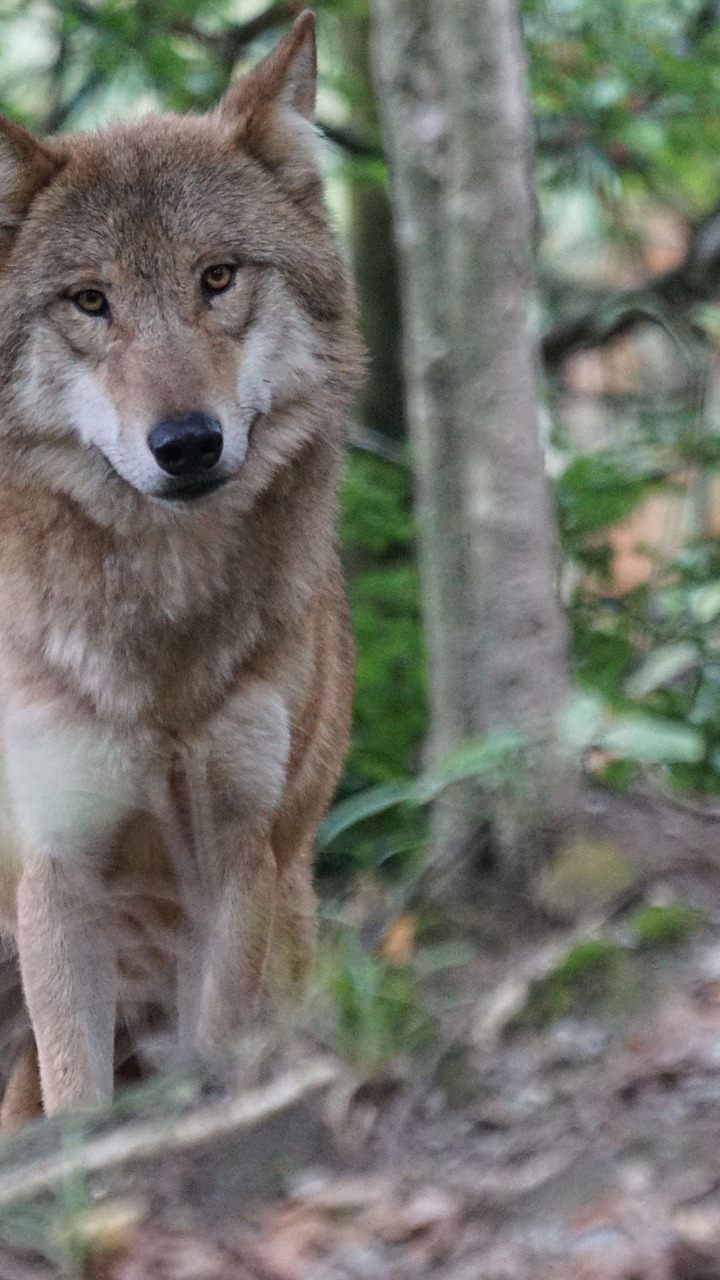 Aktuell gibt es eine Dsikussion um "wolfsfreie Zonen"