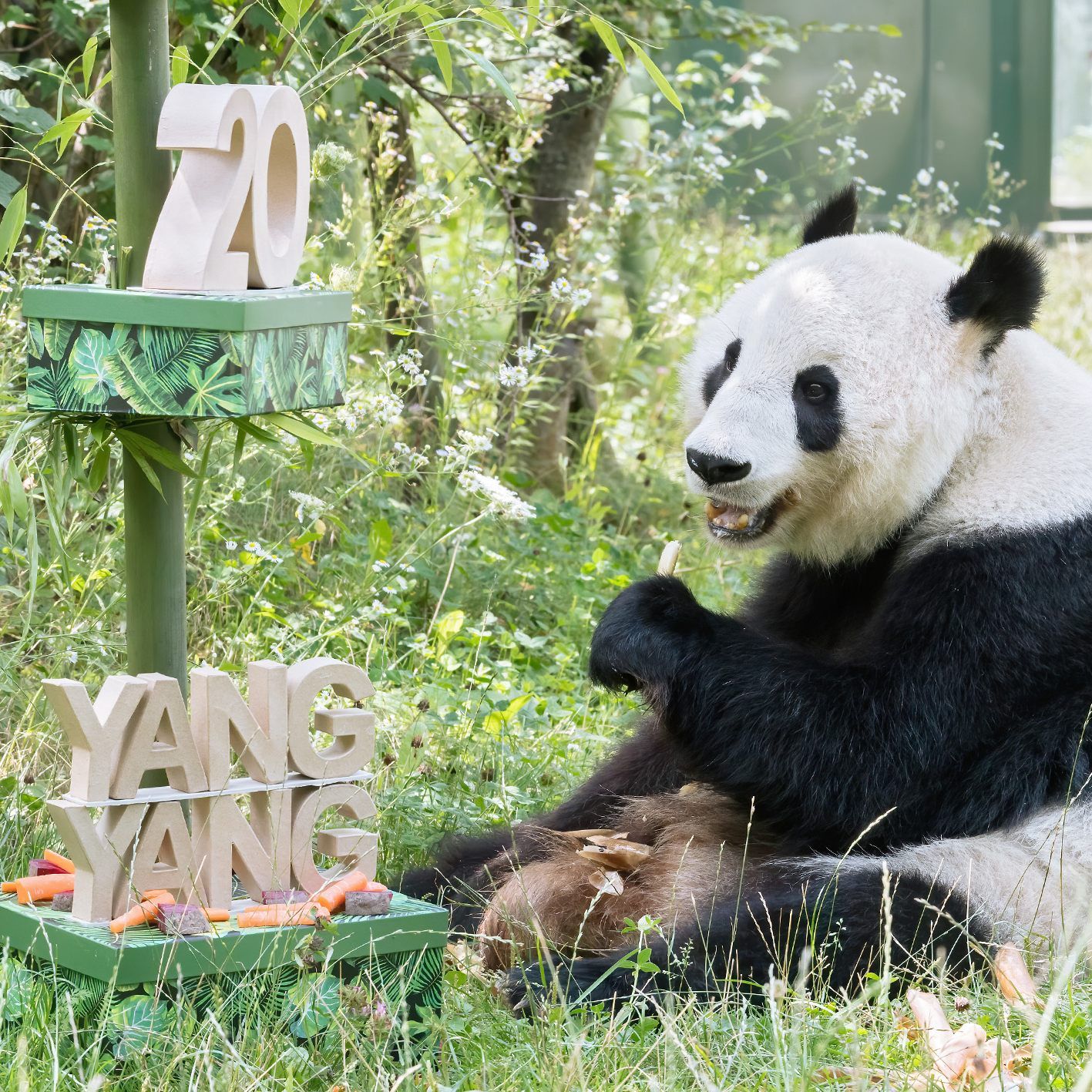 Yang Yang ließ es sich an ihrem Geburtstag gut gehen.