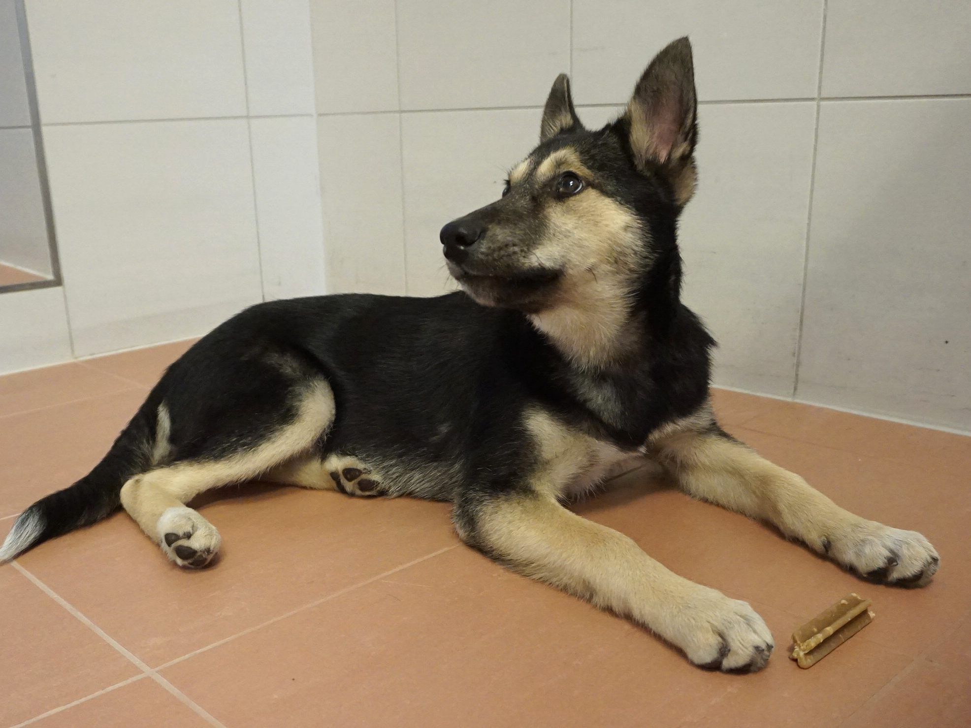 "Livia" wartet auf ihre Besitzer. "Livia" wartet auf ihre Besitzer.