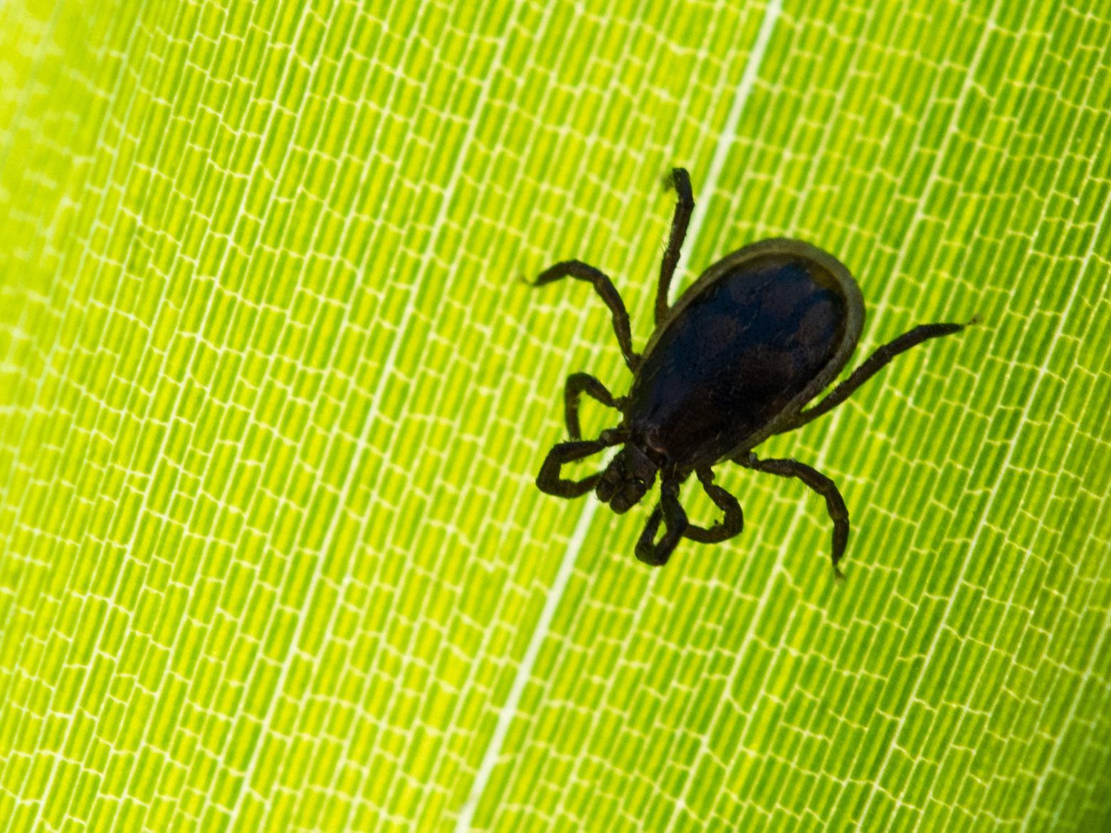 Zecken können einige Erkrankungen übertragen, darunter auch FSME.