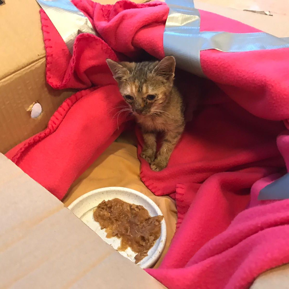 Die kleine Katze Hermine wurde in einem Karton einfach sich selbst überlassen