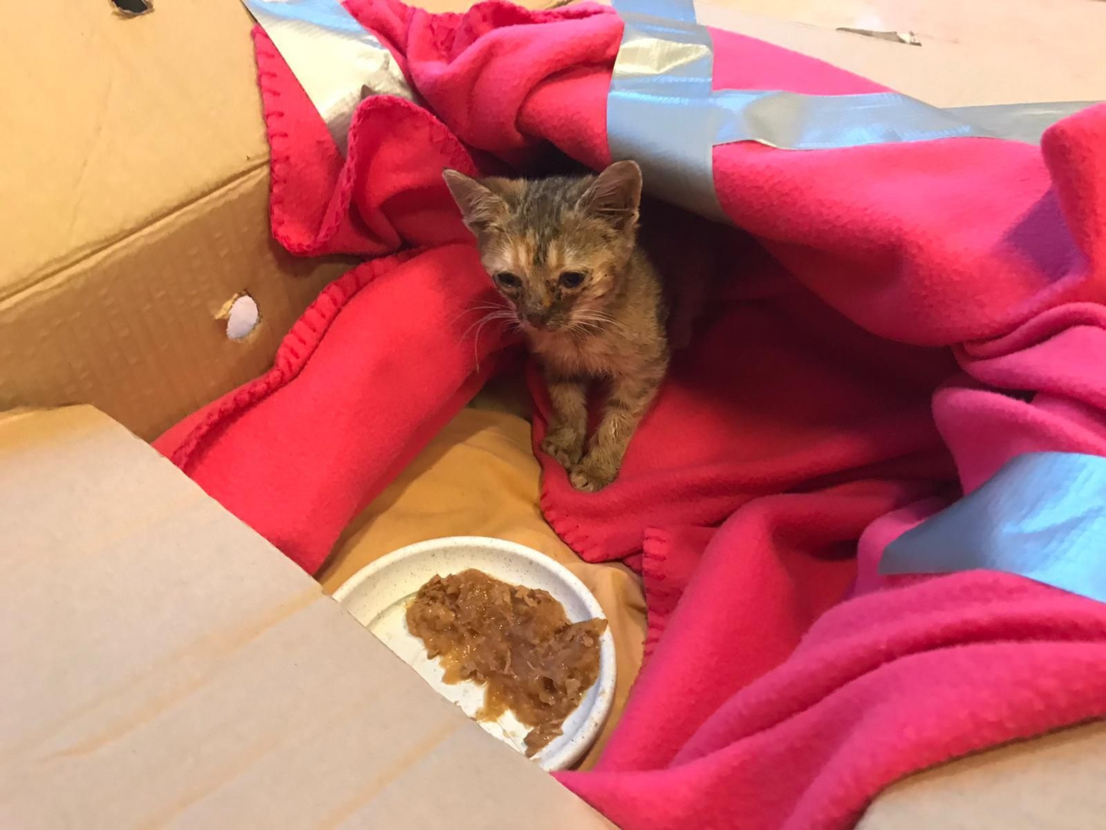 Die kleine Katze Hermine wurde in einem Karton einfach sich selbst überlassen Die kleine Katze Hermine wurde in einem Karton einfach sich selbst überlassen