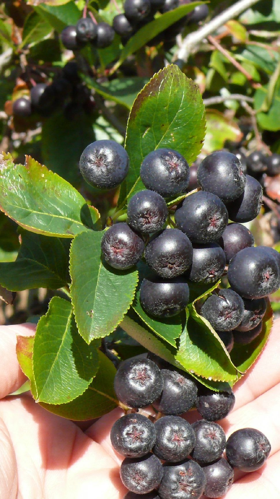 Hochreife Früchte direkt vom Strauch oder Baum schmecken am besten.