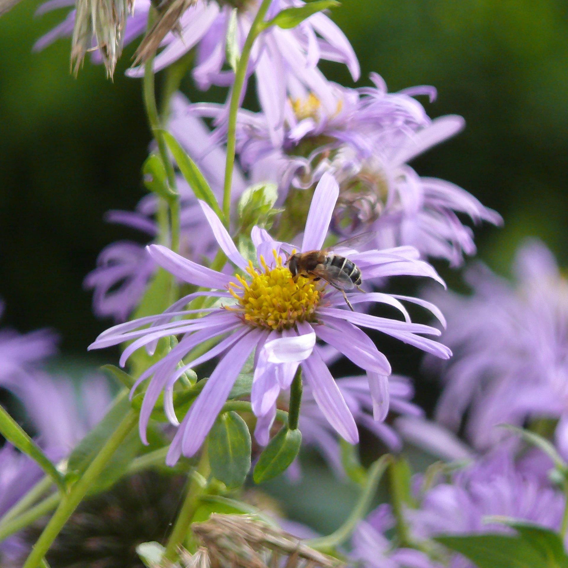 Der Gartenherbst muss nicht trübe und langweilig sein.
