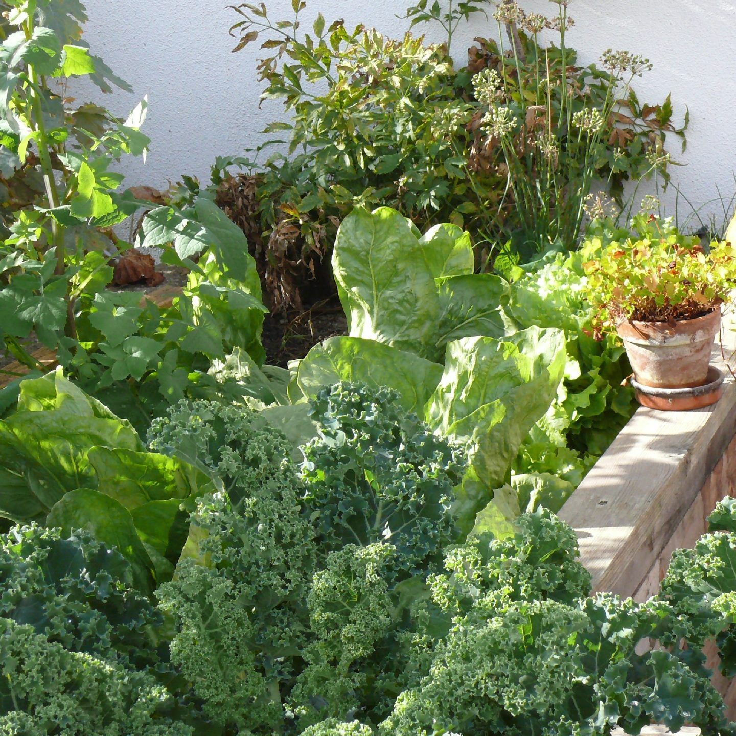 Mit Gemüse gesund durch den Winter.