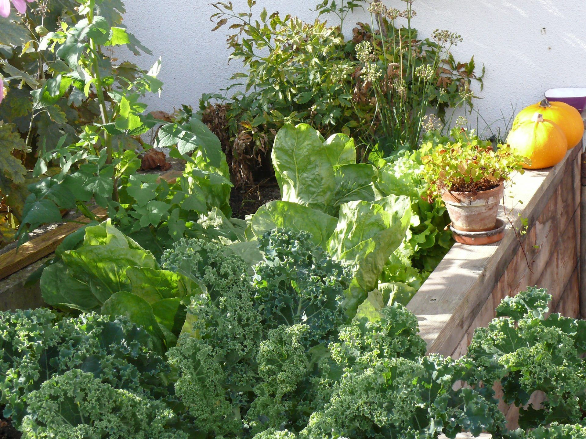 Mit Gemüse gesund durch den Winter.