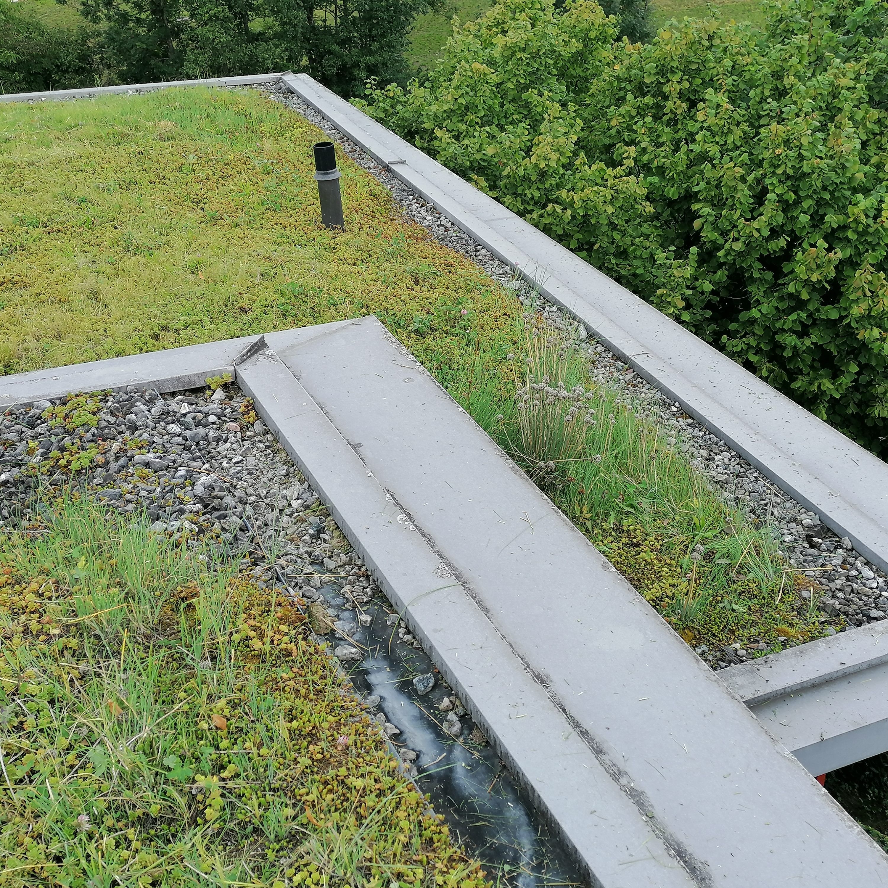 Grün aufs Dach: Für Mensch und Natur.