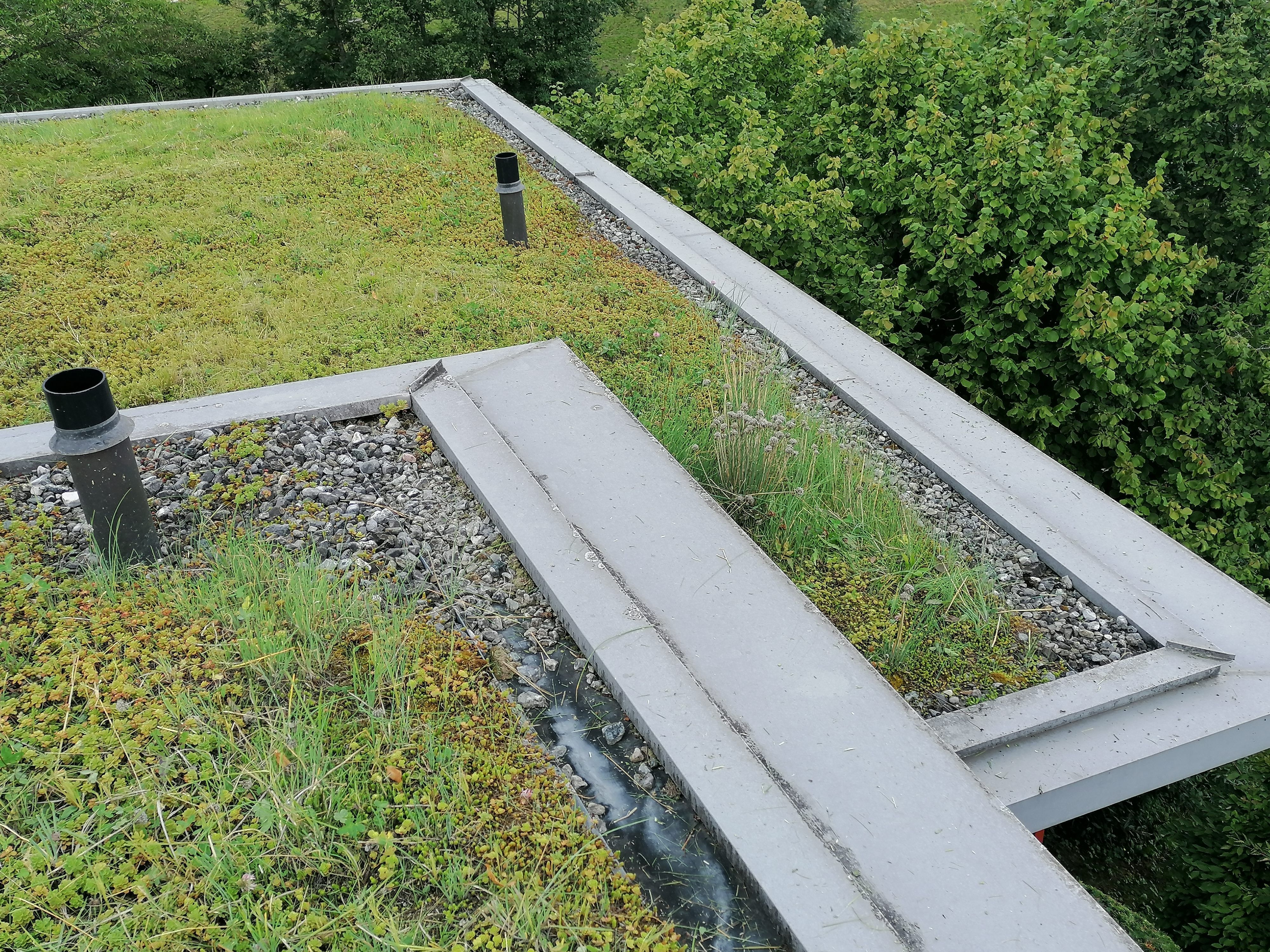 Grün aufs Dach: Für Mensch und Natur.