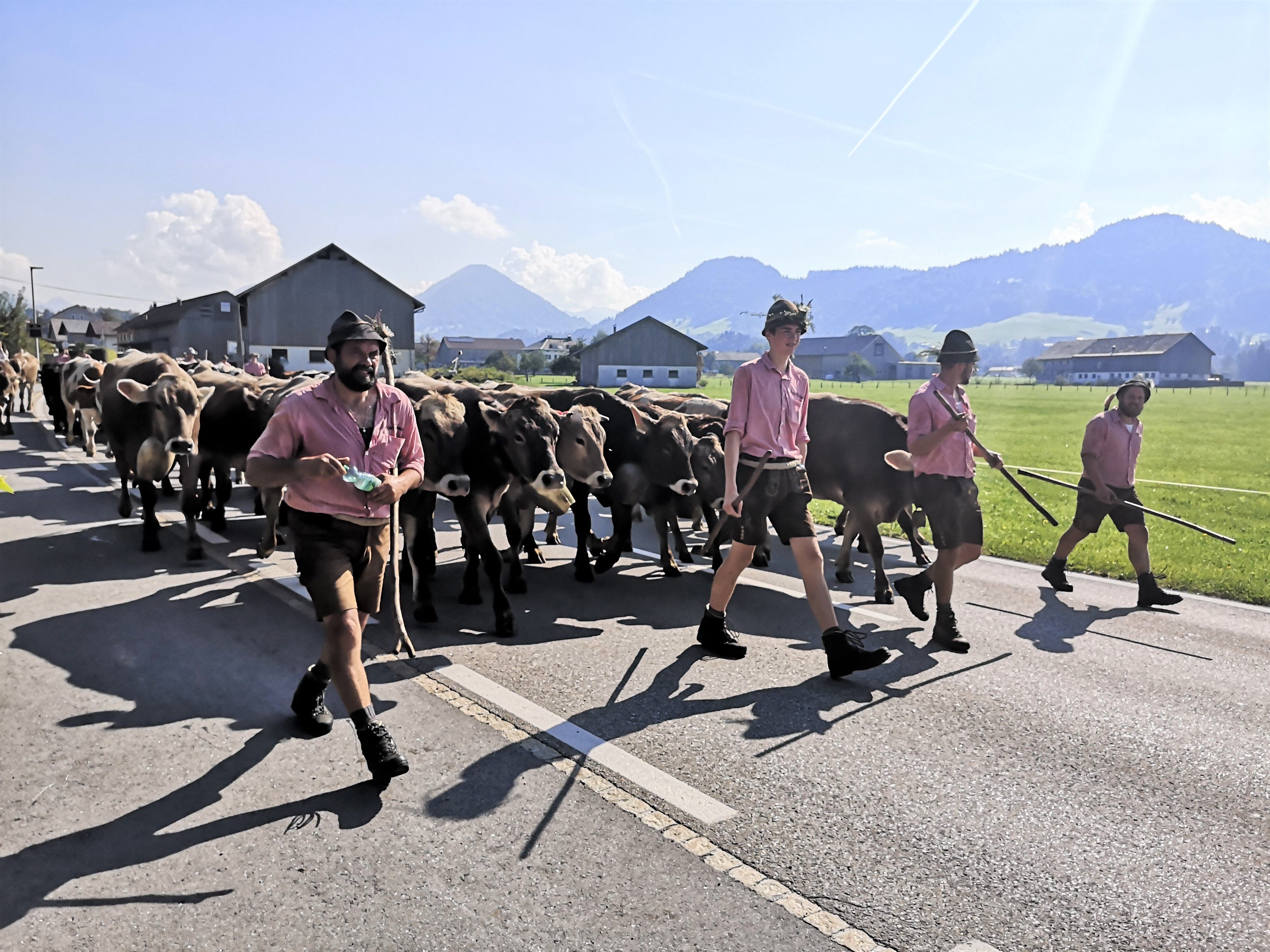 Eine große Herde zog beim Alpabtrieb von der Alpe Rubach durch die Vorderwälder Dörfer.