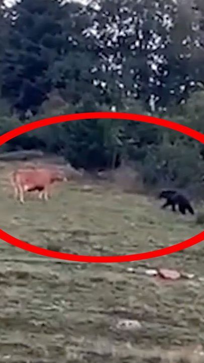 Die Kuh wich vor dem Bären nicht zurück.