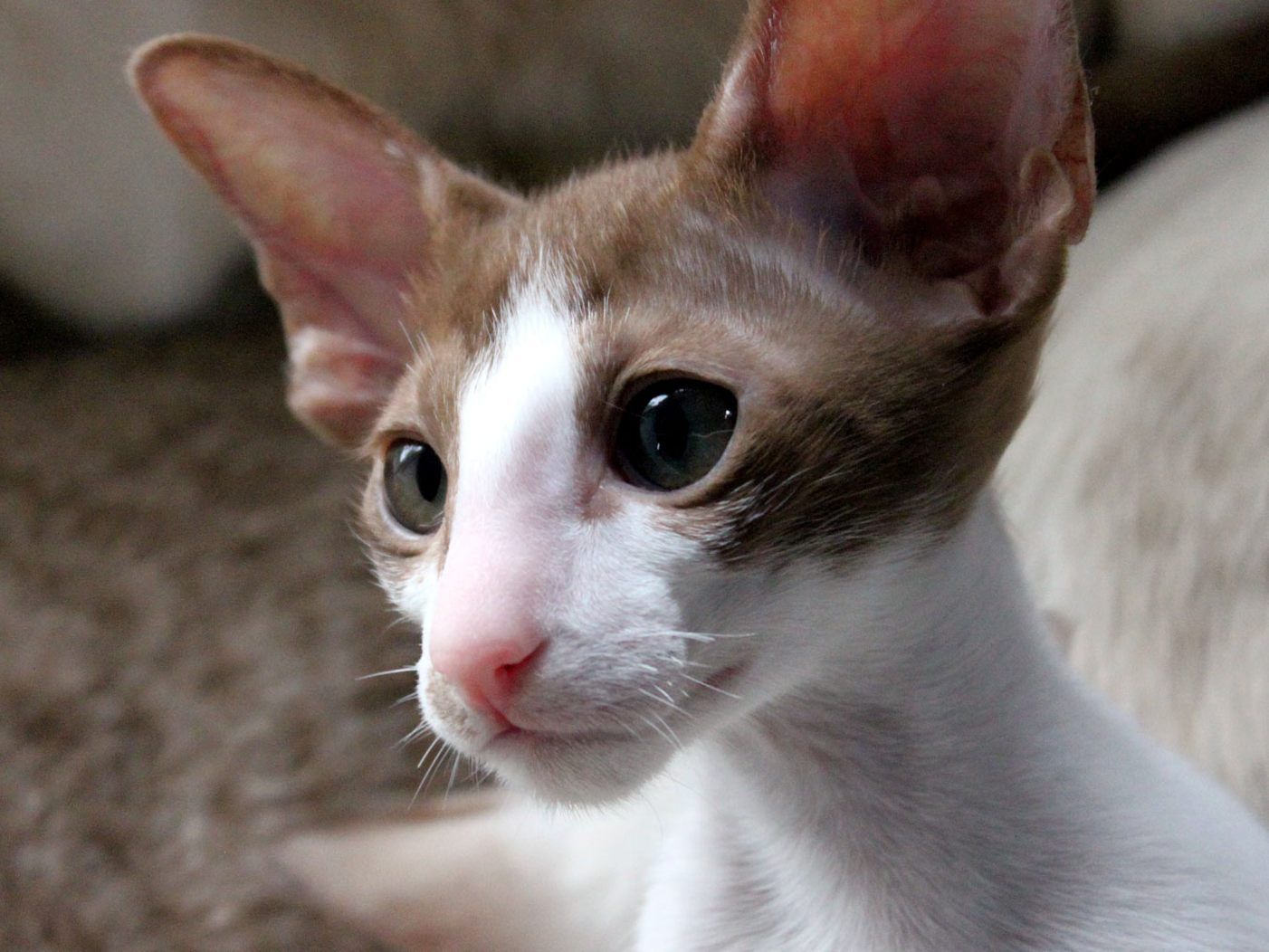 Die orientalische Kurzhaar-Katze kommt ursprünglich aus England. Die orientalische Kurzhaar-Katze kommt ursprünglich aus England.
