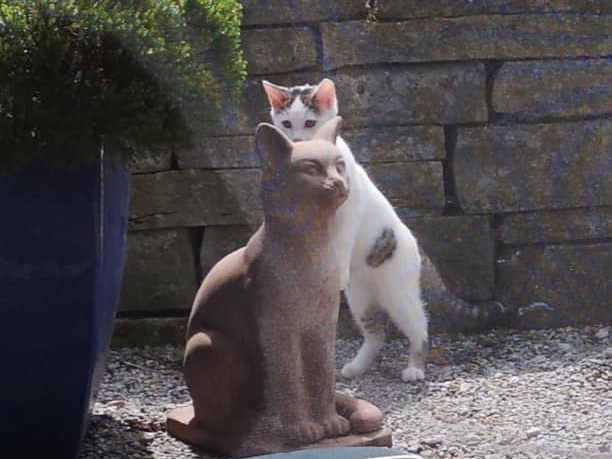Kater Leo
