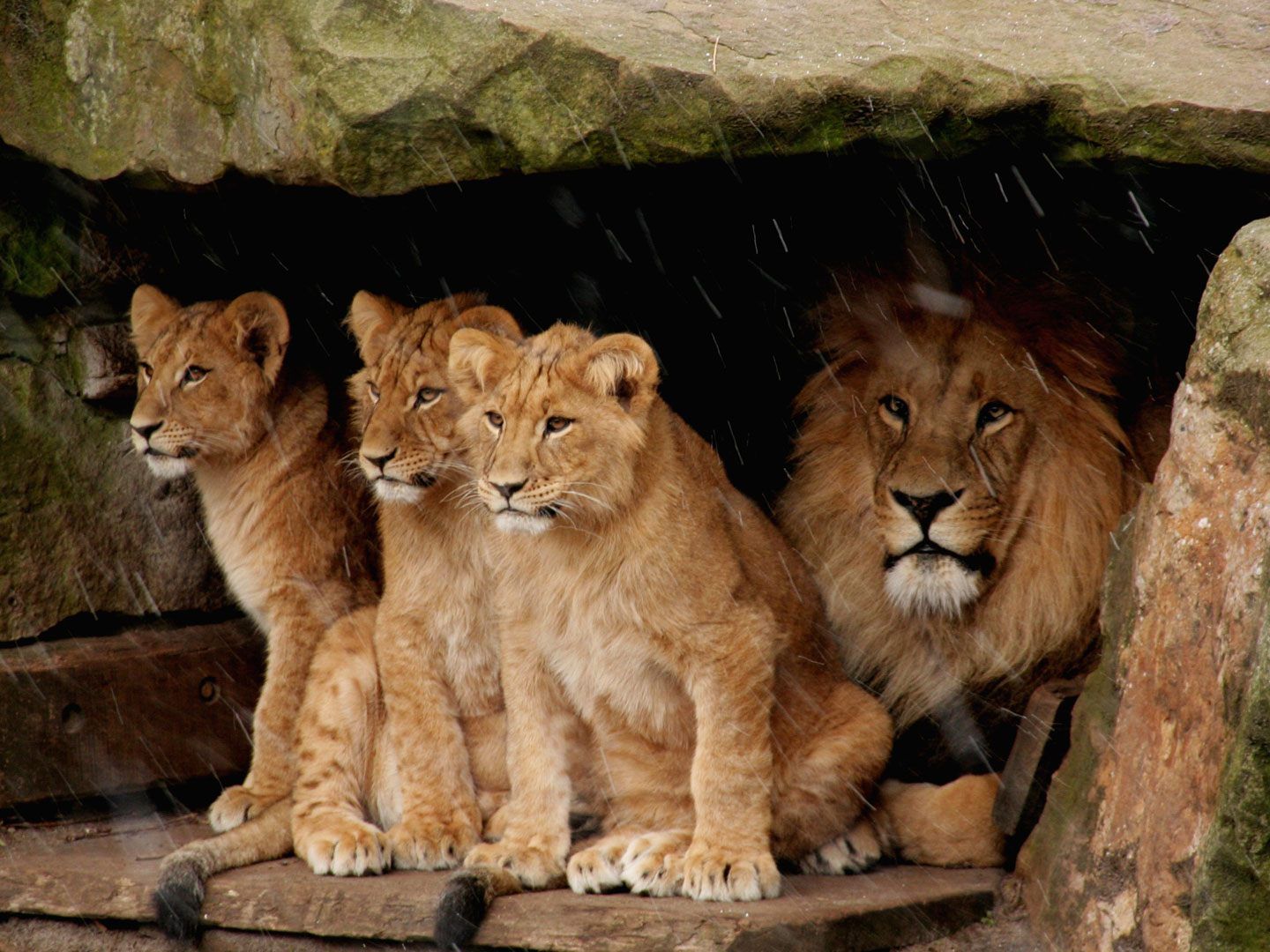 Am 17. August wurden Mama Bahati und Papa Kijani Eltern.