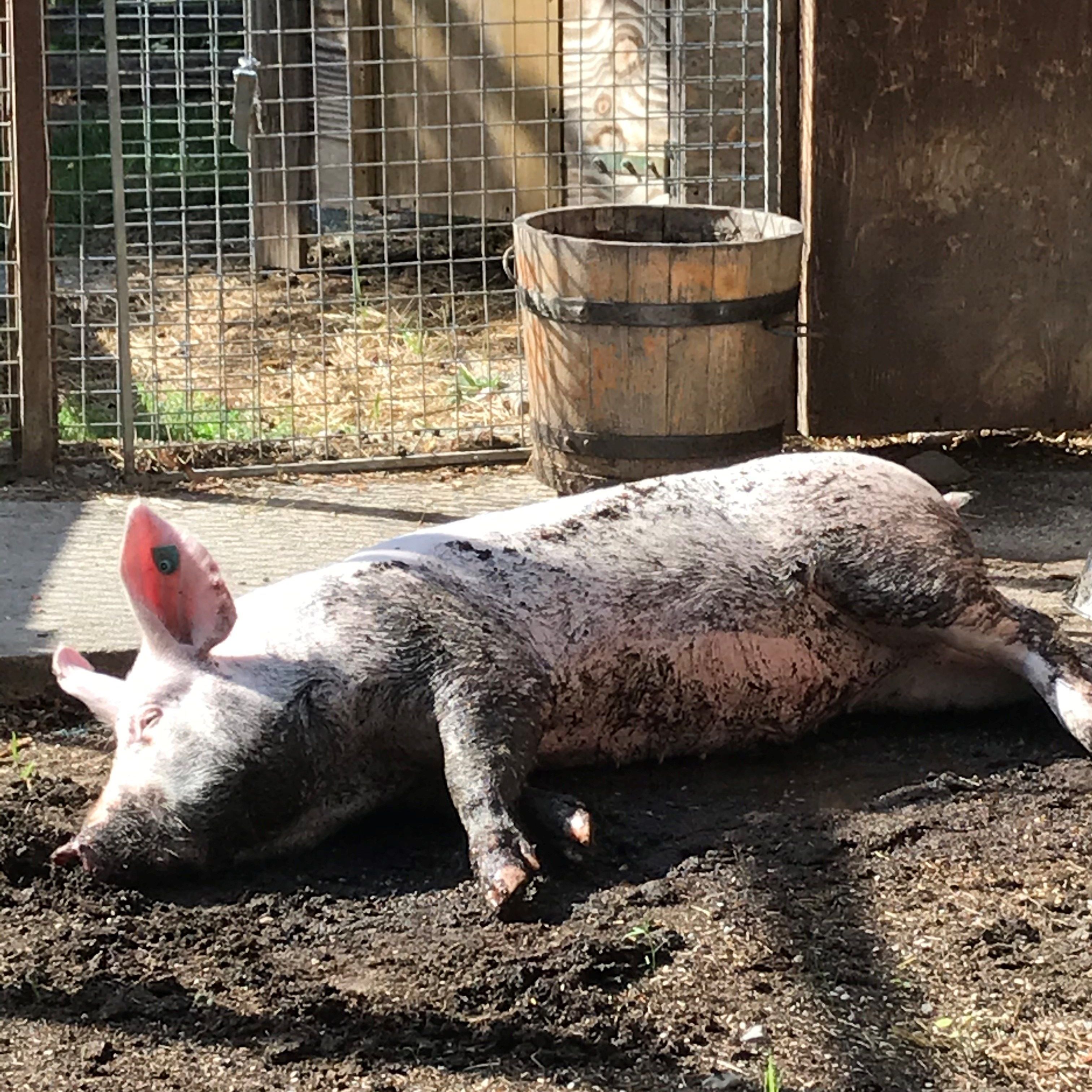 Eber Merlin hat Schwein gehabt.