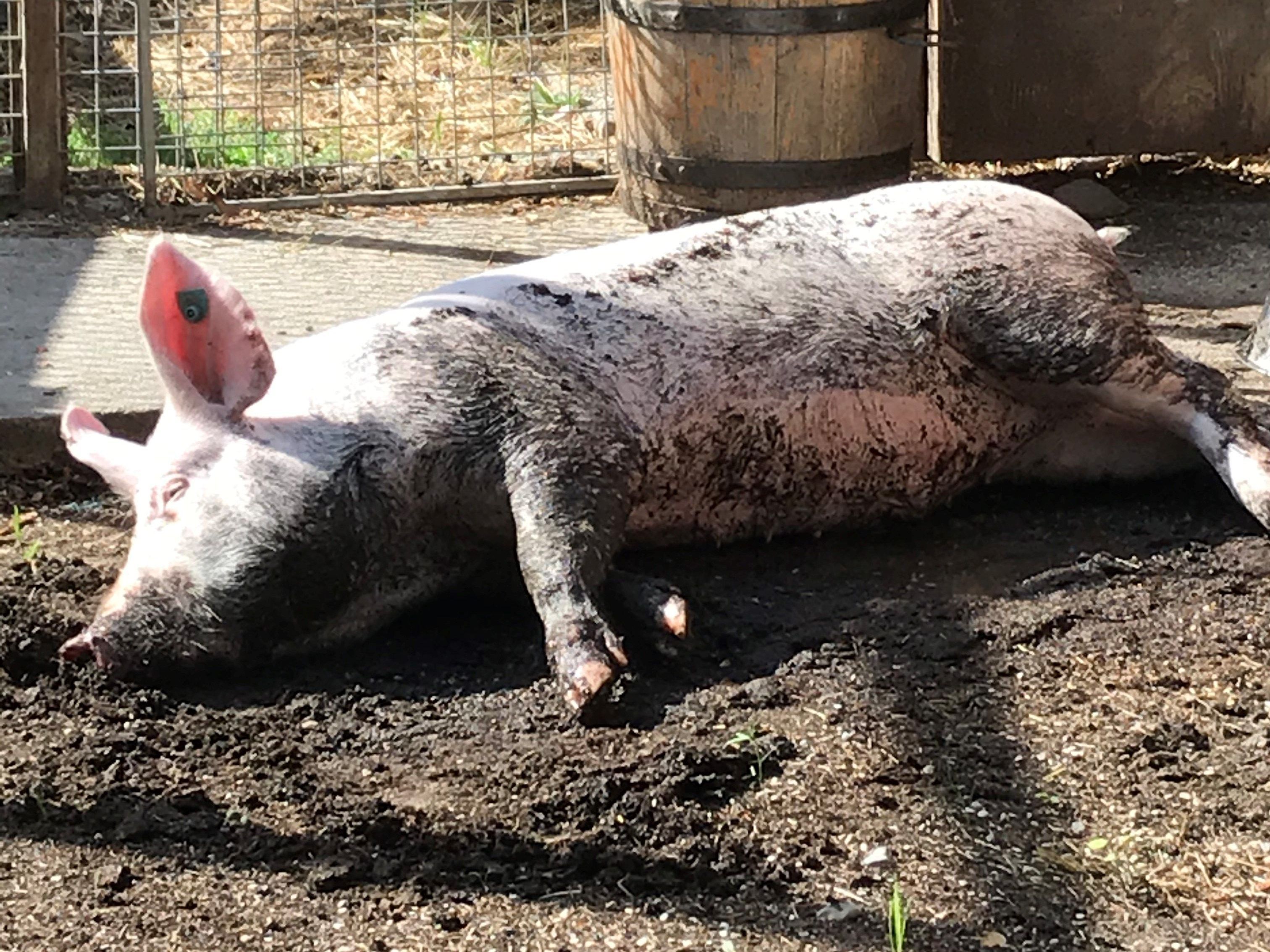 Eber Merlin hat Schwein gehabt. Eber Merlin hat Schwein gehabt.