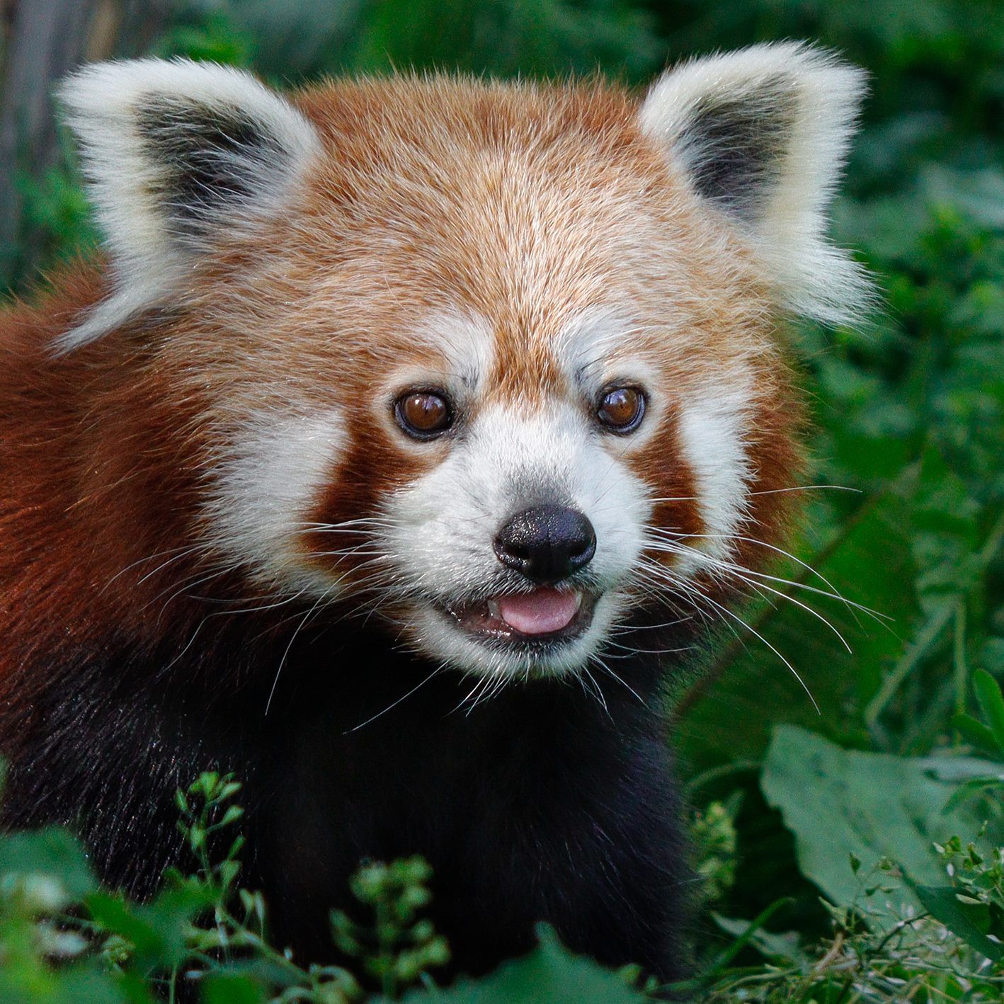 Eine Botschafterin für ihre gefährdeten Artgenossen in freier Wildbahn: das Rote Panda-Weibchen Mahalia