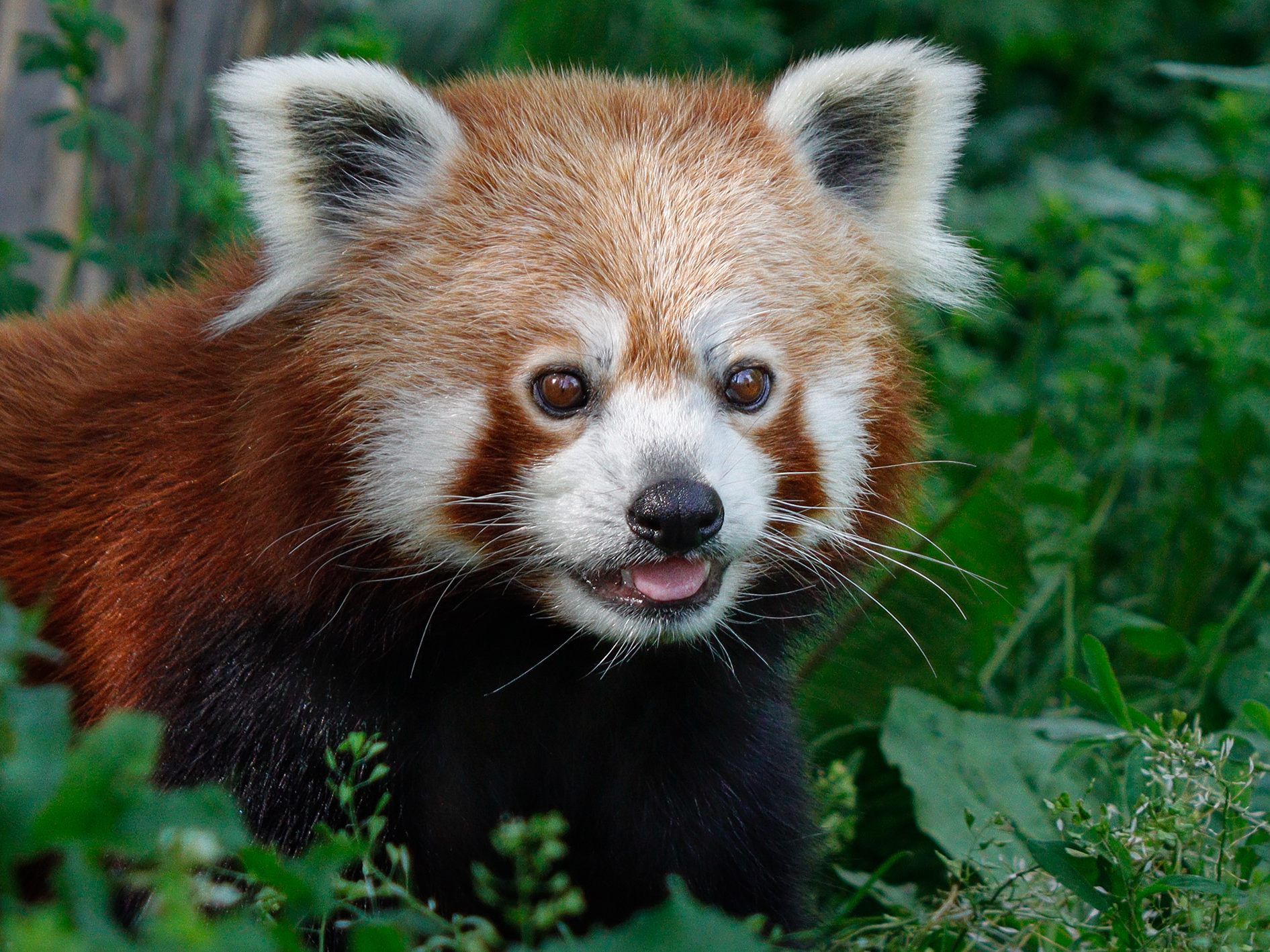 Eine Botschafterin für ihre gefährdeten Artgenossen in freier Wildbahn: das Rote Panda-Weibchen Mahalia Eine Botschafterin für ihre gefährdeten Artgenossen in freier Wildbahn: das Rote Panda-Weibchen Mahalia
