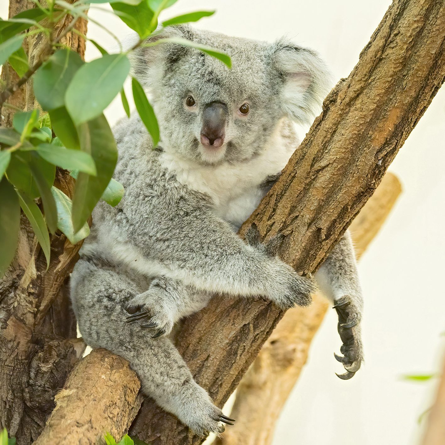 Erstmals Mama: Für Koalaweibchen Bunji im Tiergarten Schönbrunn ist es der erste Nachwuchs