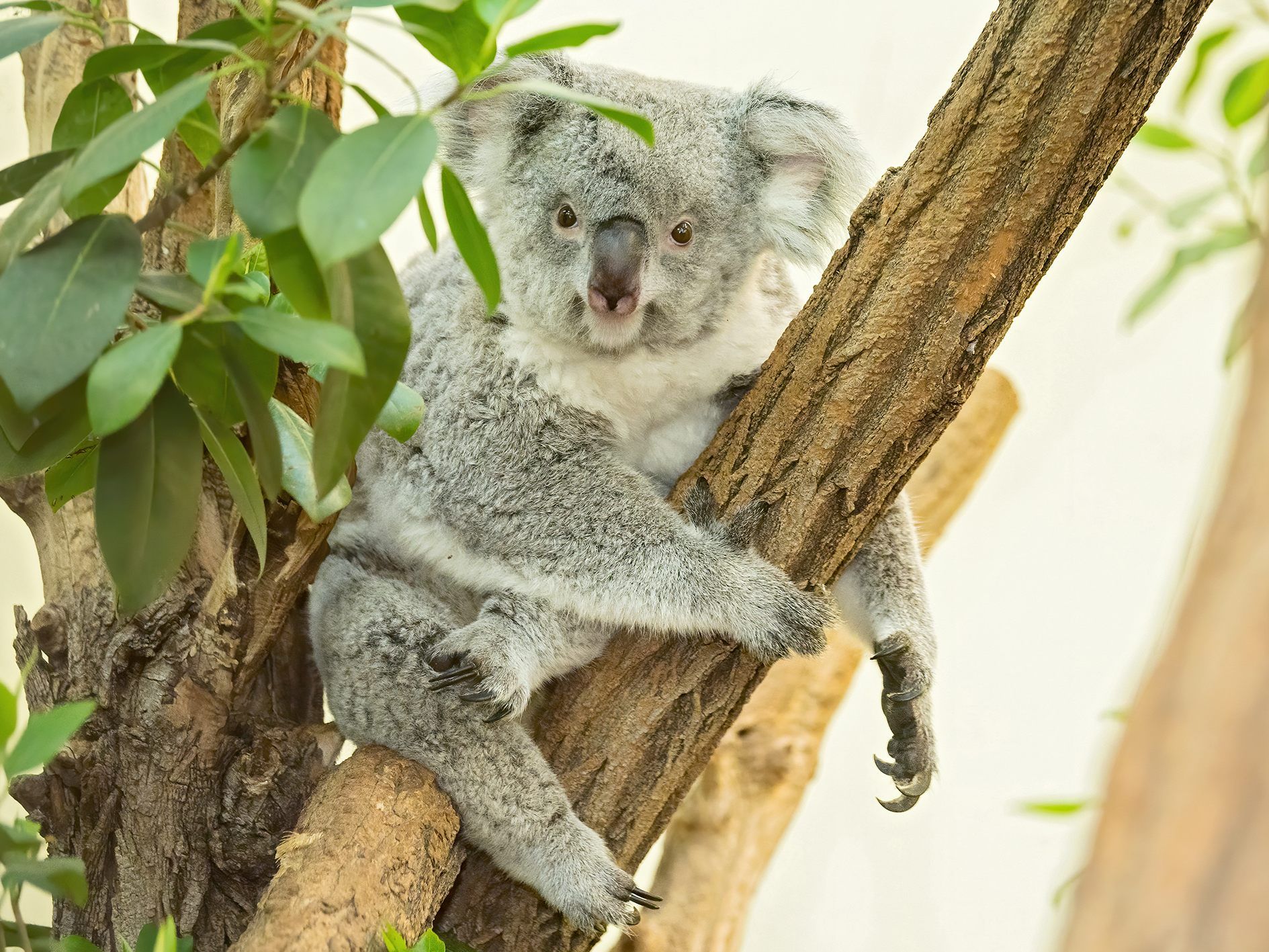 Erstmals Mama: Für Koalaweibchen Bunji im Tiergarten Schönbrunn ist es der erste Nachwuchs Erstmals Mama: Für Koalaweibchen Bunji im Tiergarten Schönbrunn ist es der erste Nachwuchs