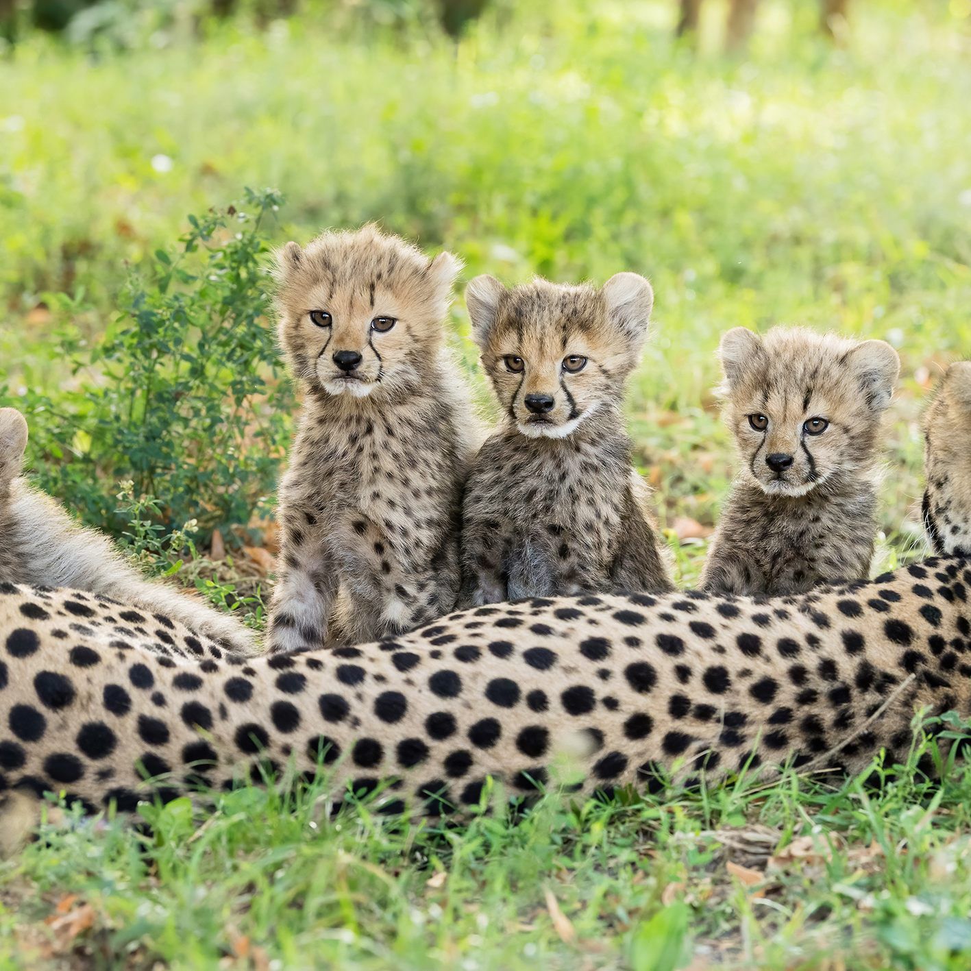 Wie sollen diese kleinen Geparden heißen?