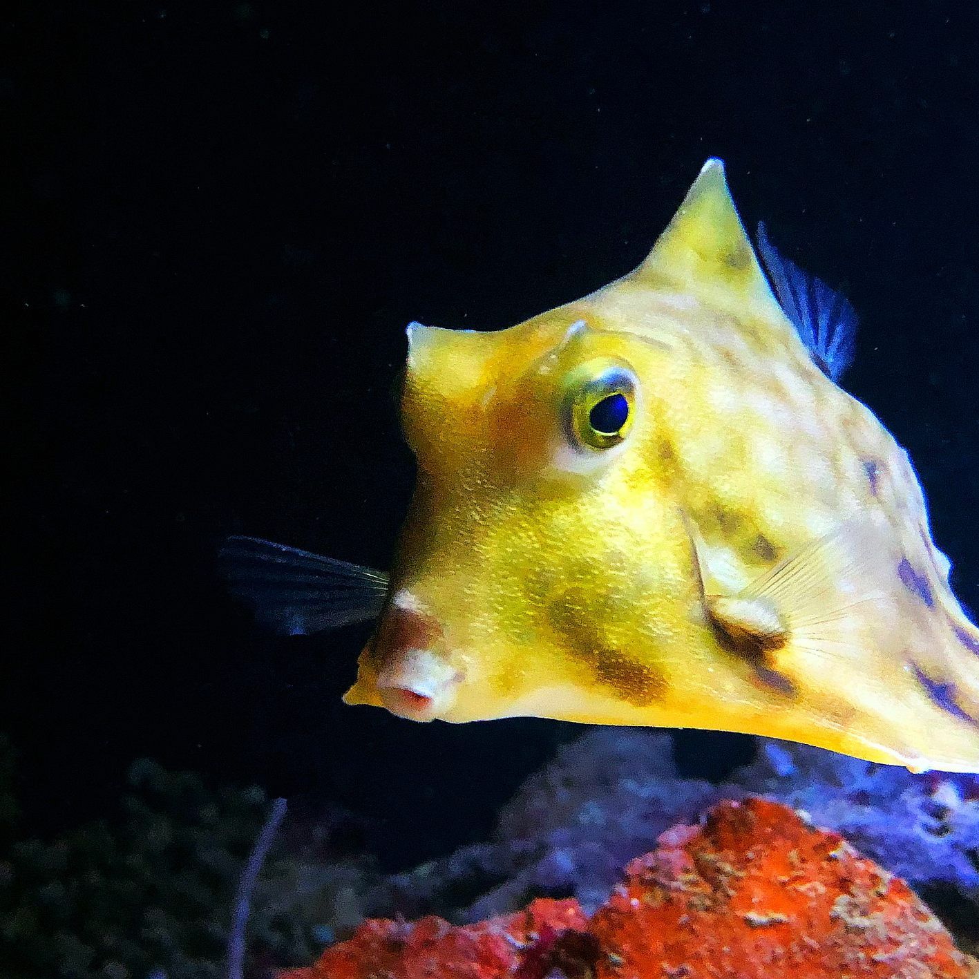 Neu im Haus des Meeres: der Pyramiden-Kofferfisch, der von vorne wirkt wie ein gleichseitiges Dreieck