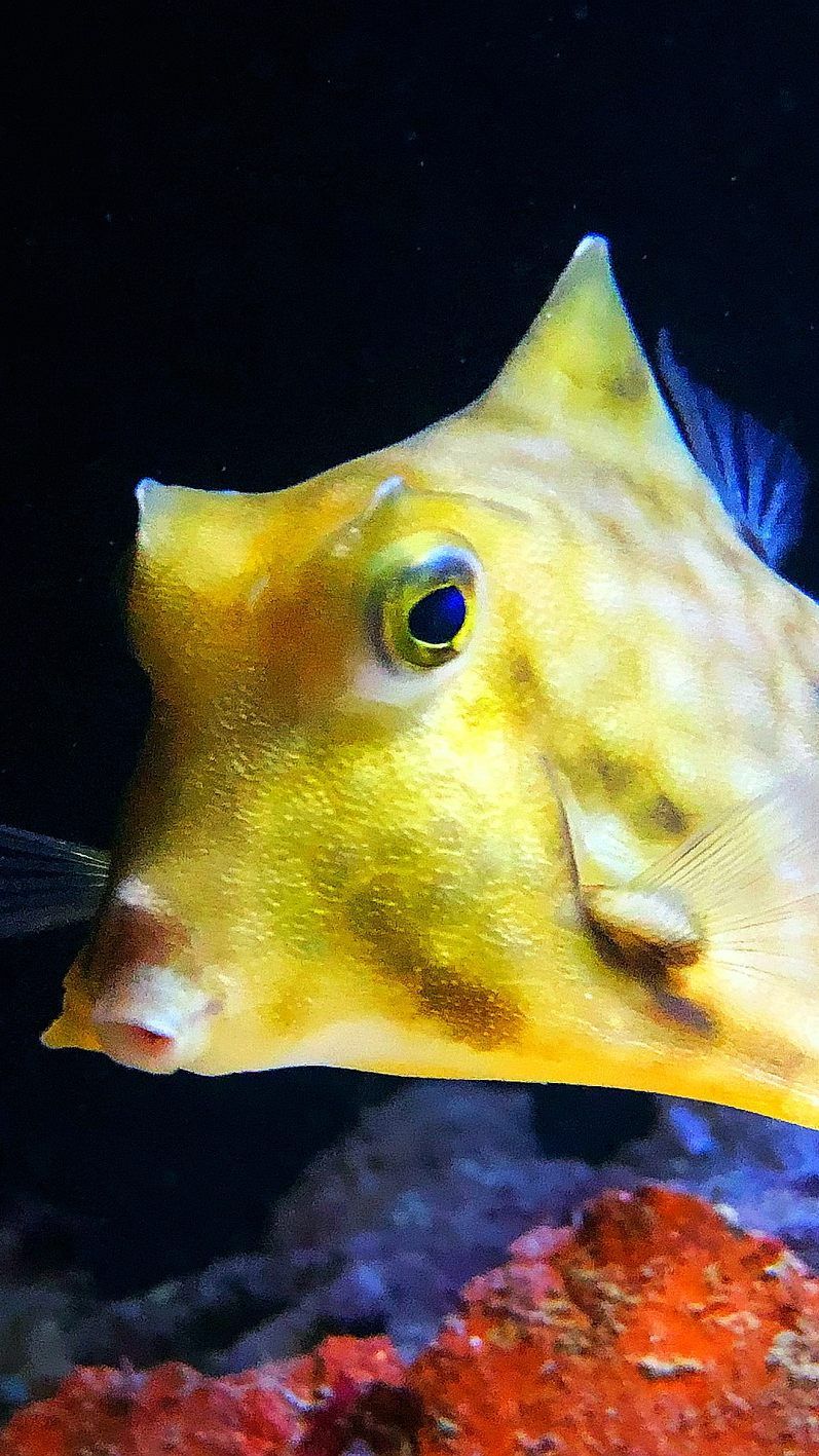 Neu im Haus des Meeres: der Pyramiden-Kofferfisch, der von vorne wirkt wie ein gleichseitiges Dreieck