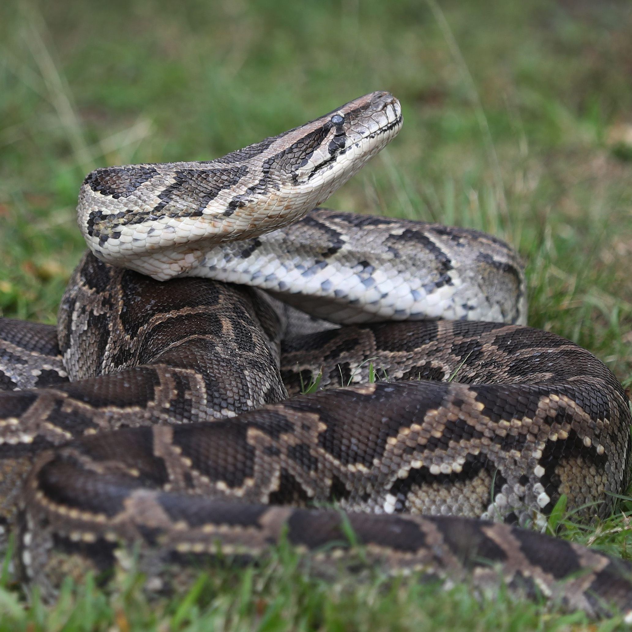 Je größer eine Python wird, desto größere Tiere verschlingt sie auch als Nahrung. (Symbolbild)