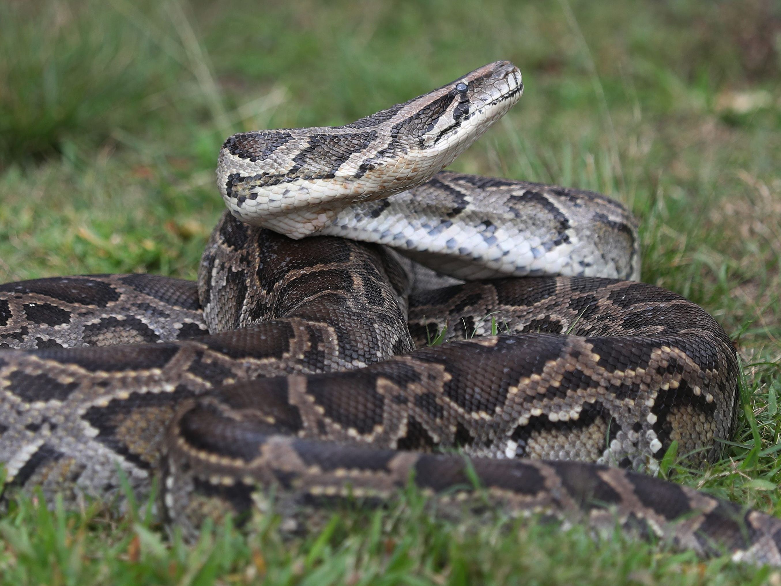 Je größer eine Python wird, desto größere Tiere verschlingt sie auch als Nahrung. (Symbolbild) Je größer eine Python wird, desto größere Tiere verschlingt sie auch als Nahrung. (Symbolbild)