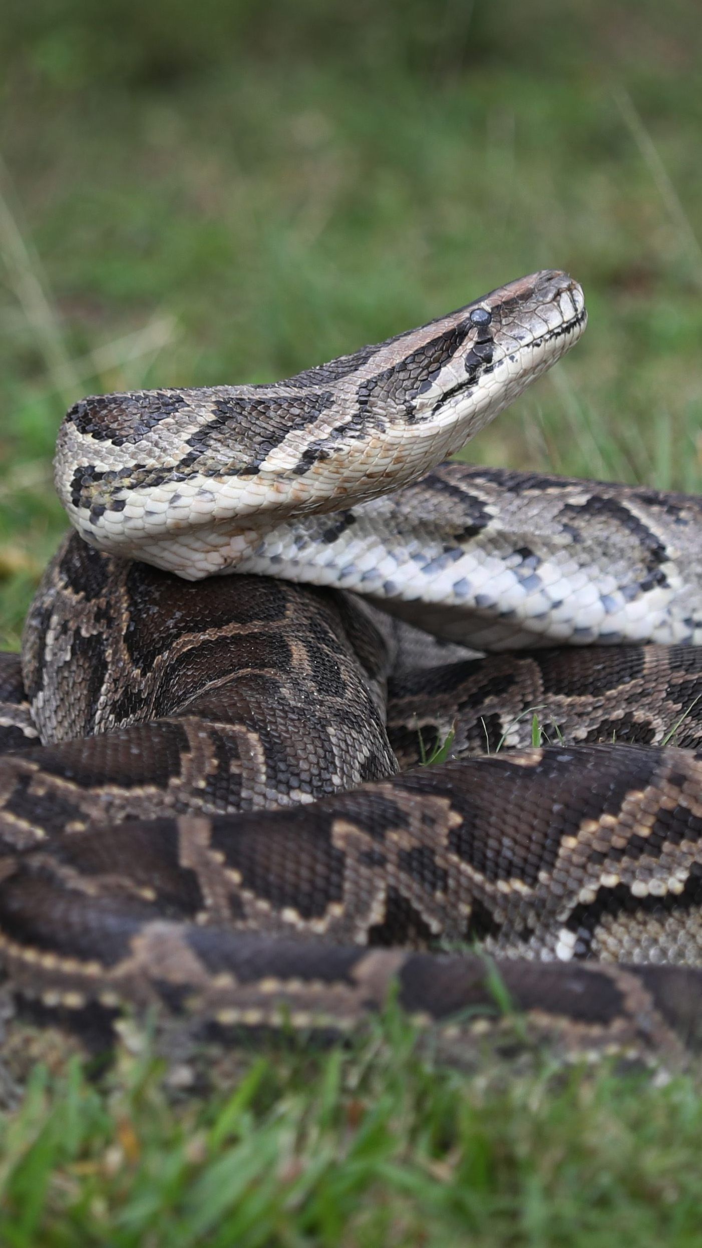 Je größer eine Python wird, desto größere Tiere verschlingt sie auch als Nahrung. (Symbolbild)